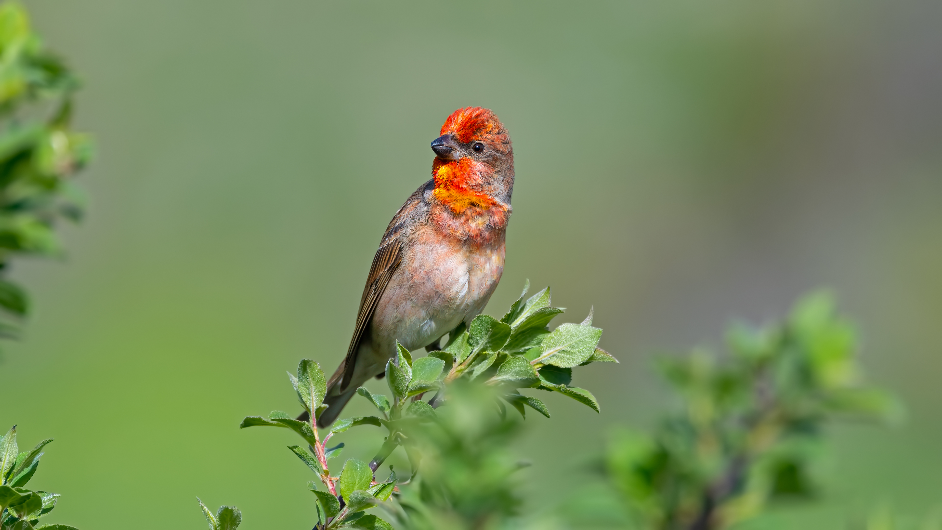 Çütre » Common Rosefinch » Carpodacus erythrinus