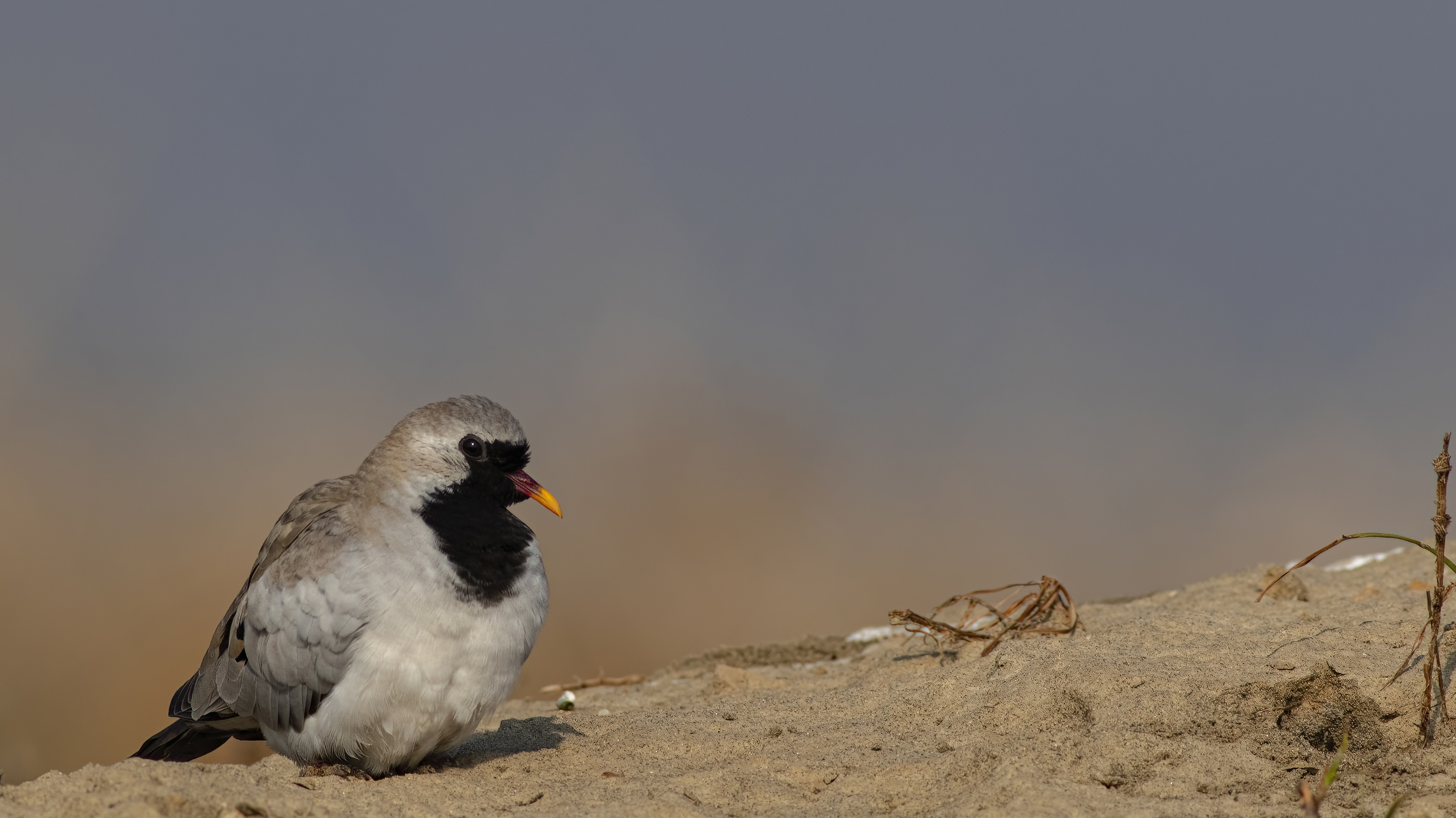 Kap kumrusu » Namaqua Dove » Oena capensis