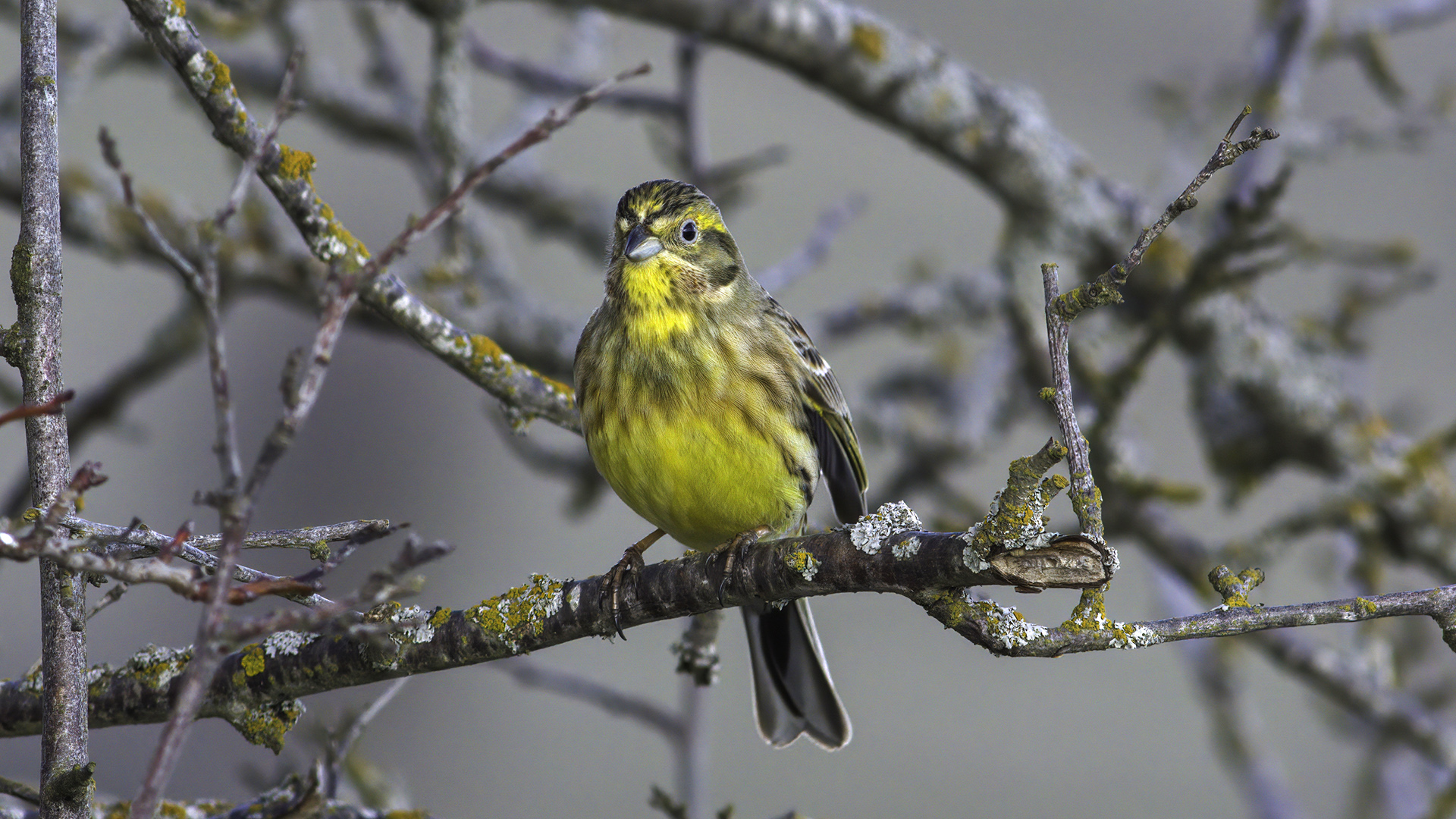 Sarı kirazkuşu » Yellowhammer » Emberiza citrinella