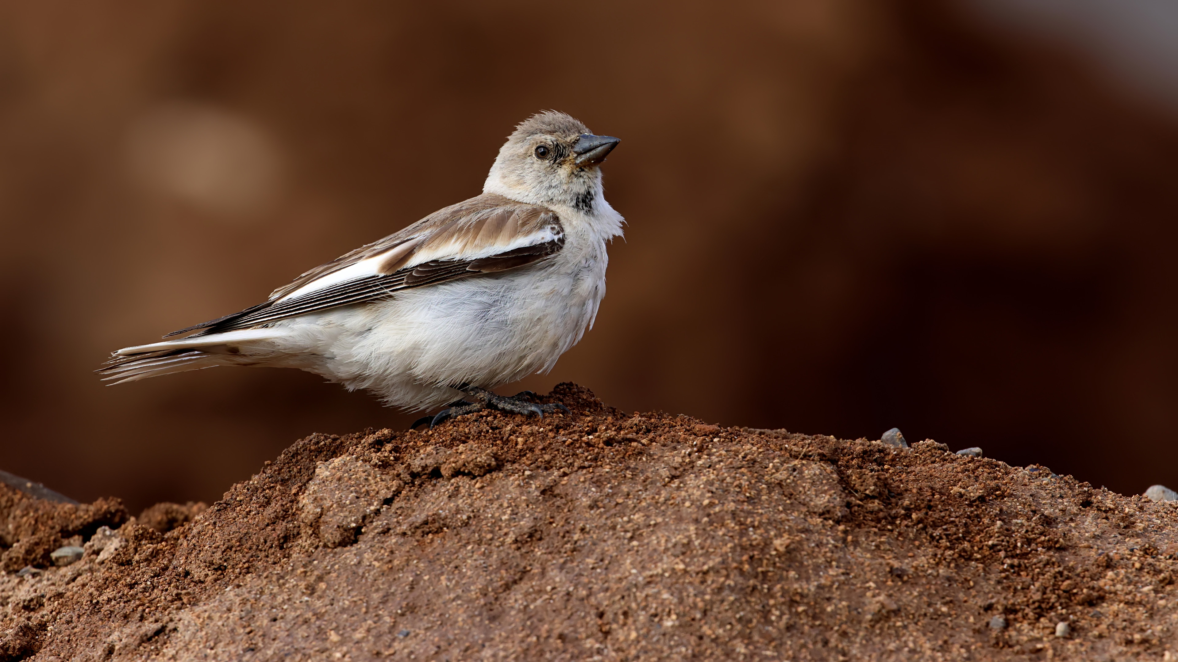 Kar serçesi » White-winged Snowfinch » Montifringilla nivalis