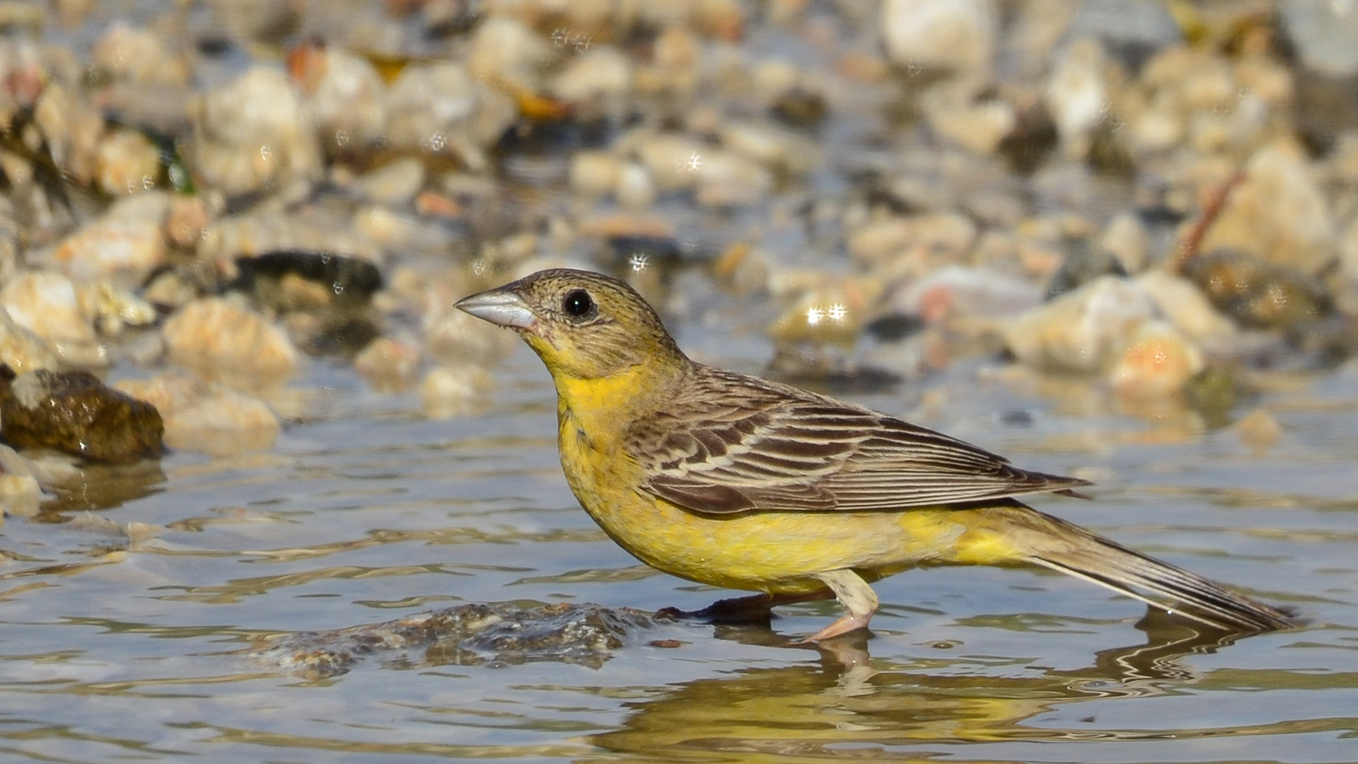 Karabaşlı kirazkuşu