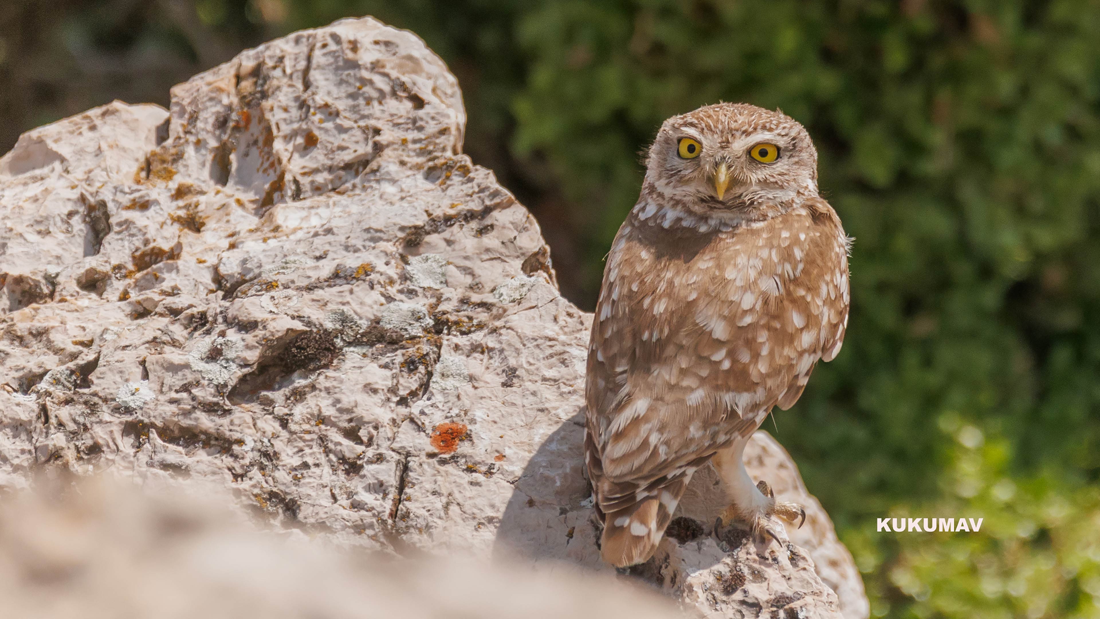 Kukumav » Little Owl » Athene noctua