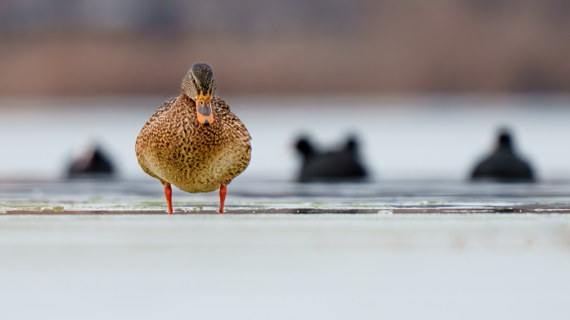 Yeşilbaş » Mallard » Anas platyrhynchos
