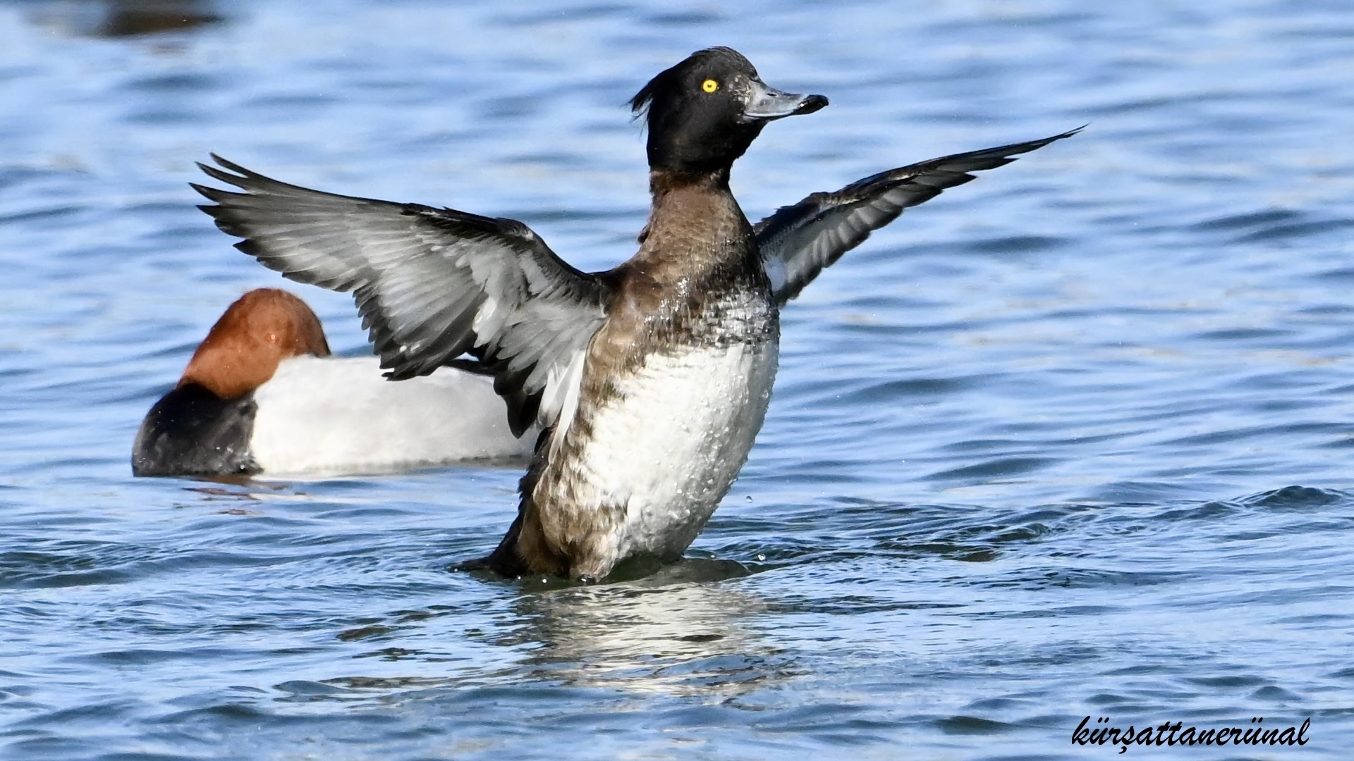 Tepeli patka » Tufted Duck » Aythya fuligula