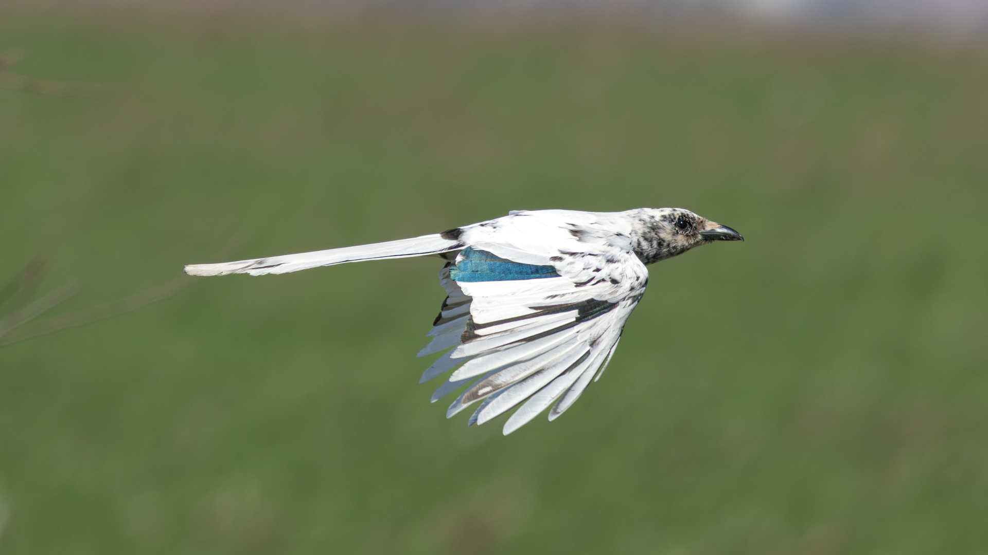 Saksağan » Eurasian Magpie » Pica pica