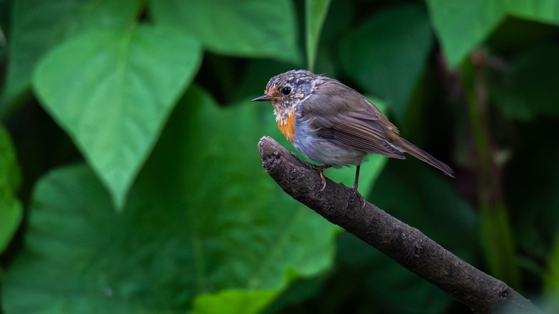 Kızılgerdan » European Robin » Erithacus rubecula