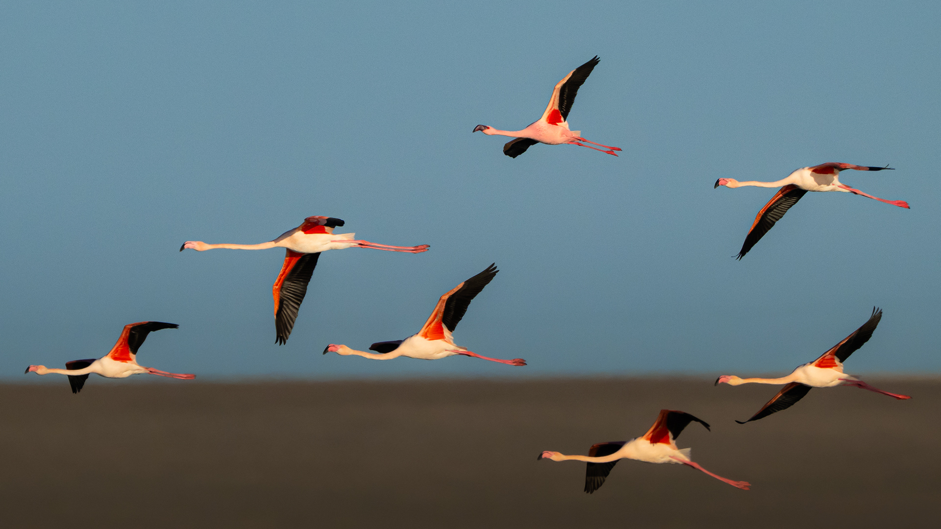 Küçük flamingo