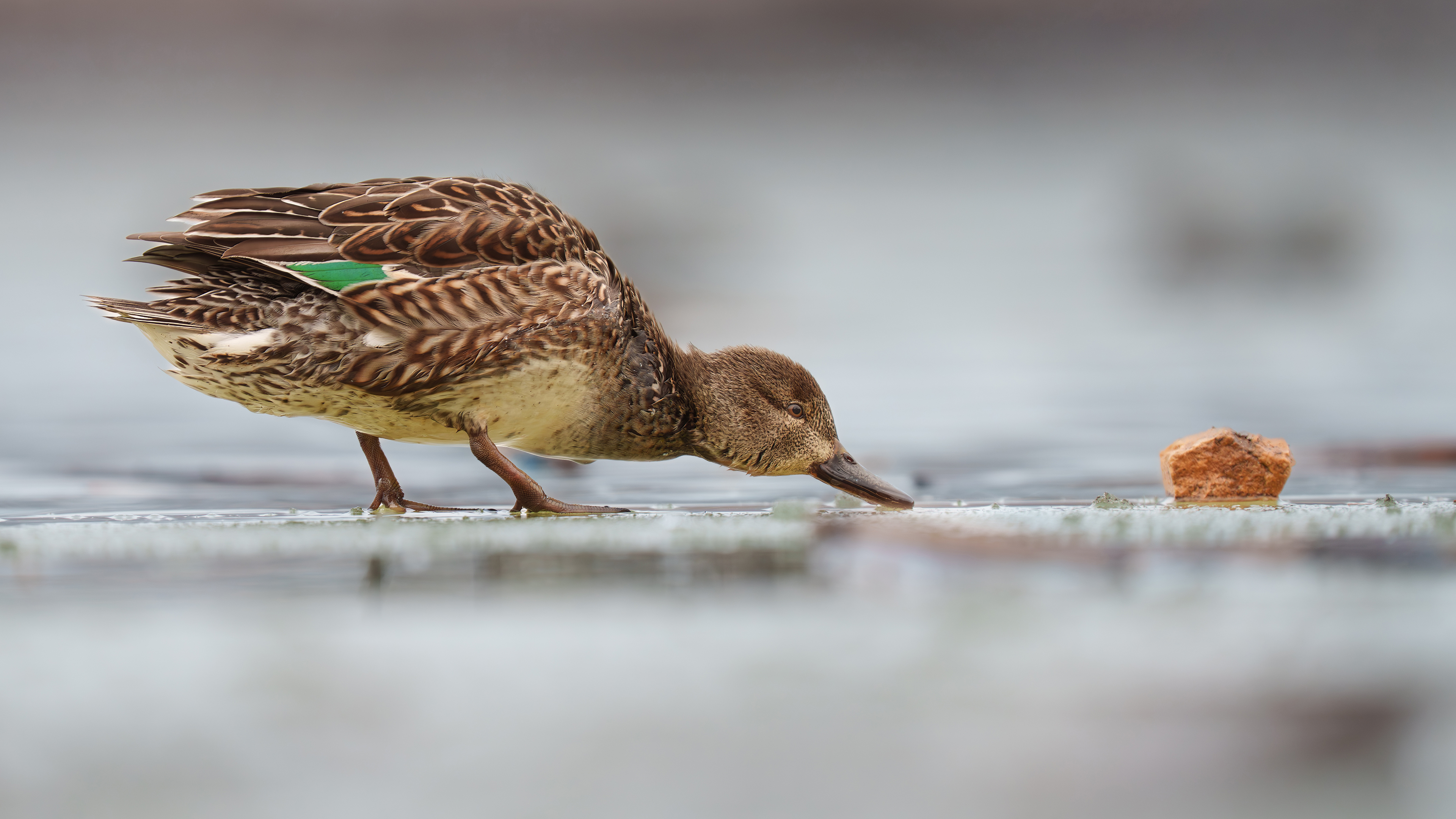 Çamurcun » Eurasian Teal » Anas crecca