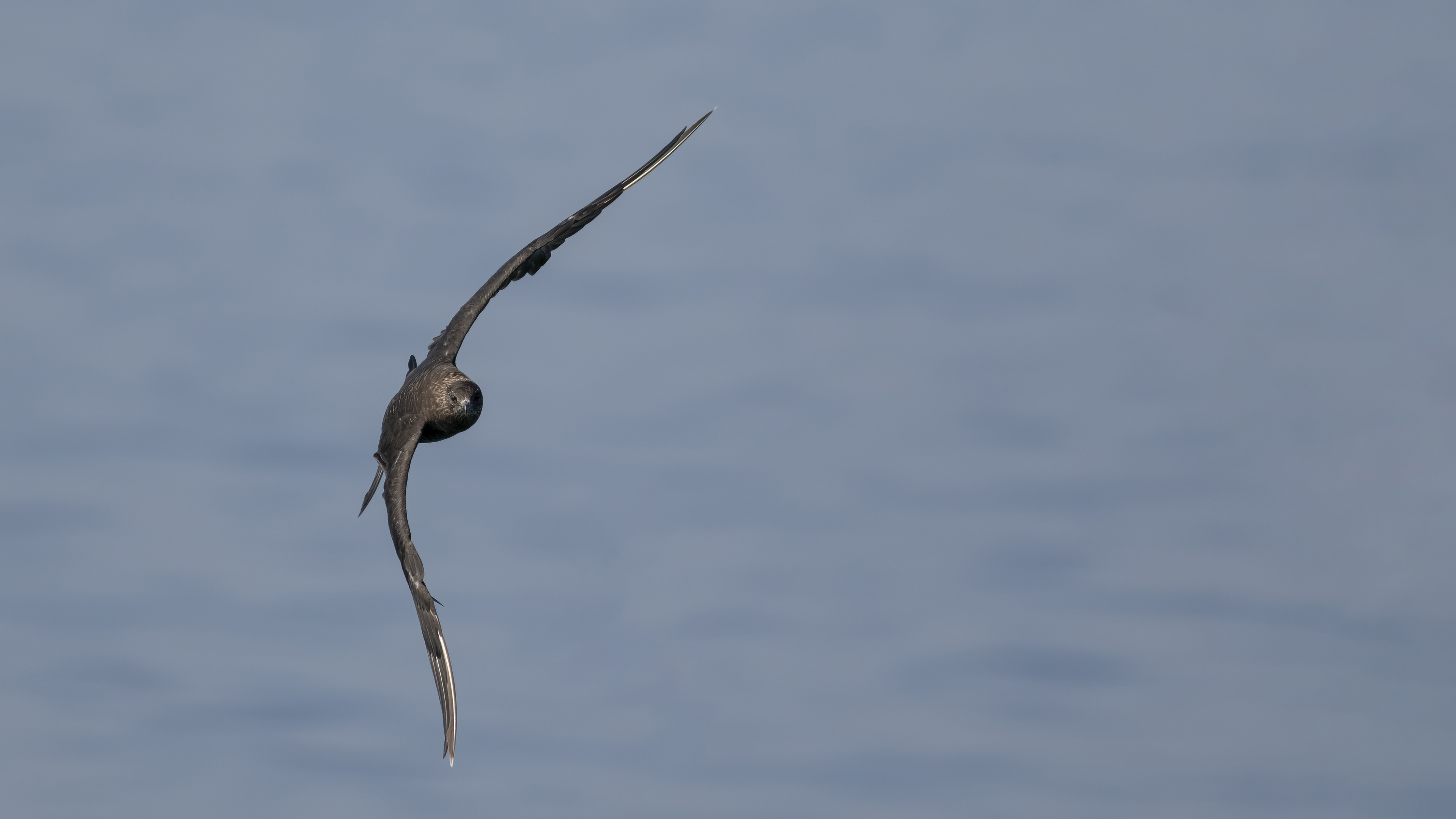Korsanmartı » Parasitic Jaeger » Stercorarius parasiticus