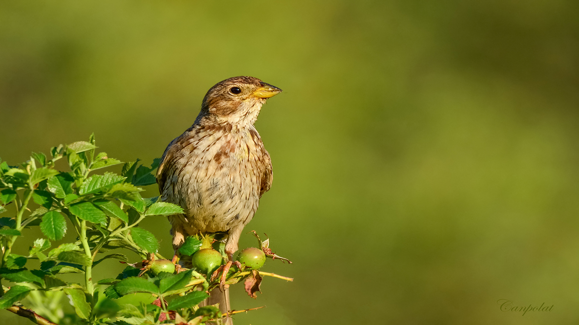 Tarla kirazkuşu » Corn Bunting » Emberiza calandra