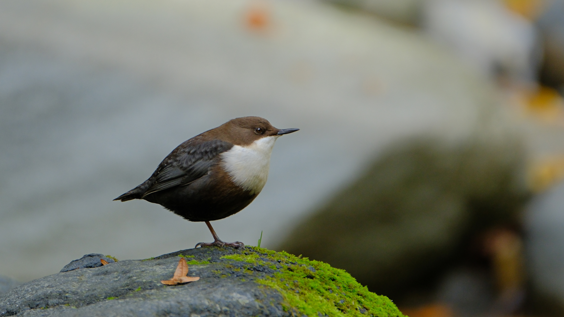 Derekuşu » White-throated Dipper » Cinclus cinclus