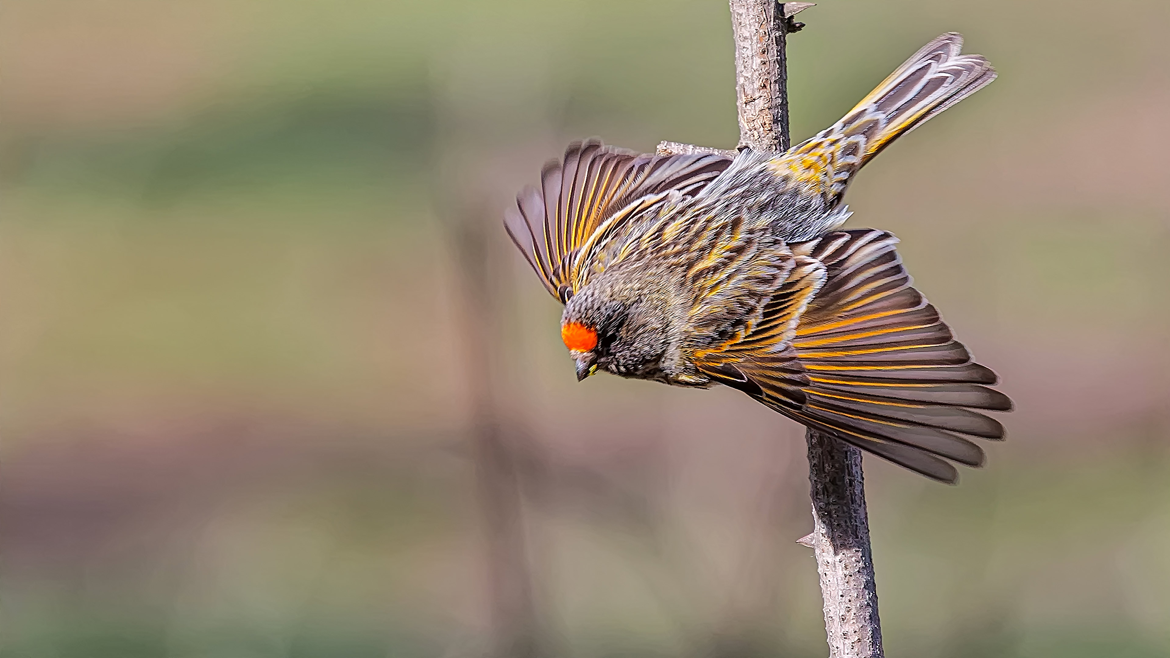 Kara iskete » Red-fronted Serin » Serinus pusillus