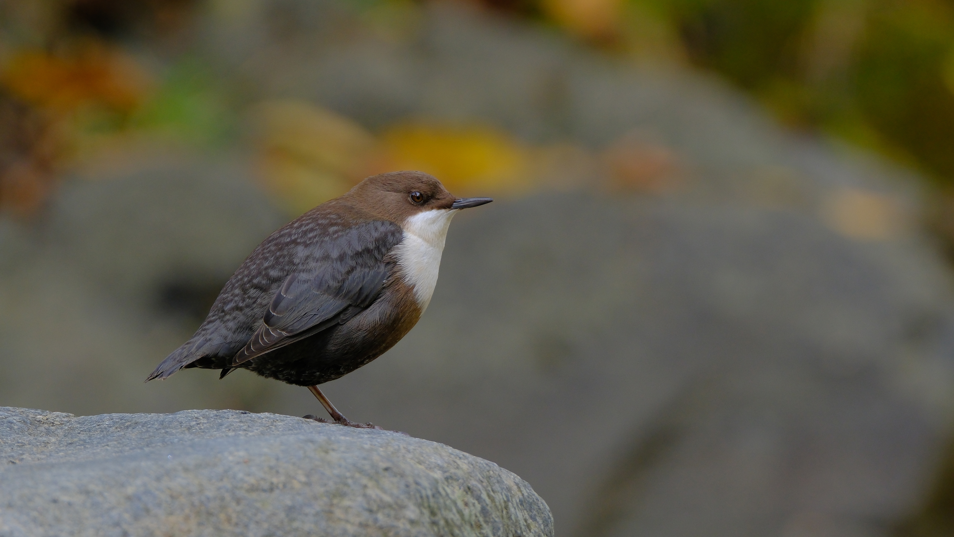 Derekuşu » White-throated Dipper » Cinclus cinclus