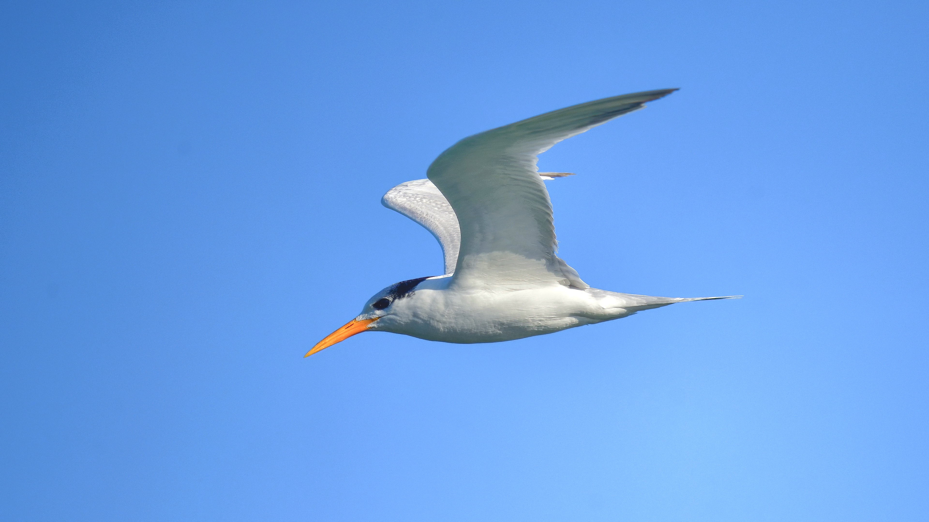 Tepeli sumru » Lesser Crested Tern » Thalasseus bengalensis