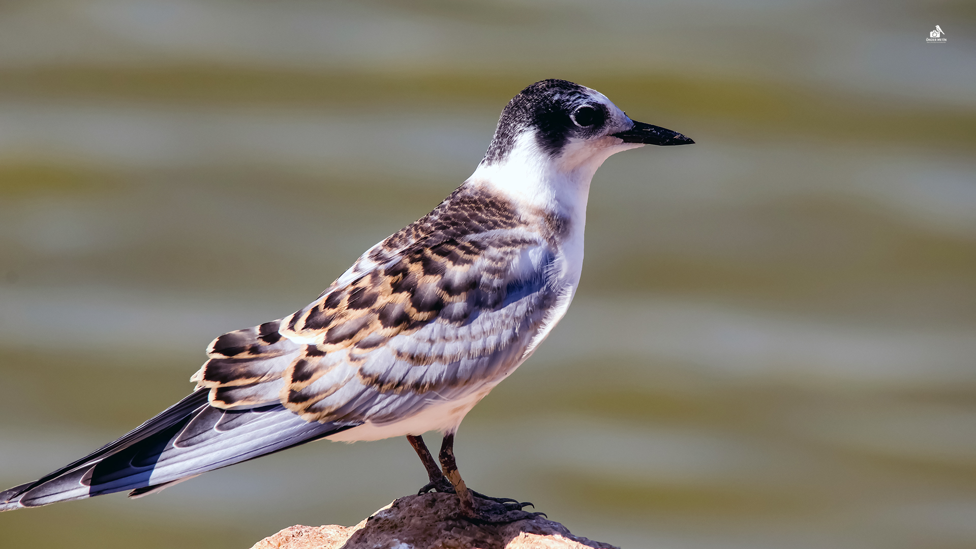Bıyıklı sumru » Whiskered Tern » Chlidonias hybrida