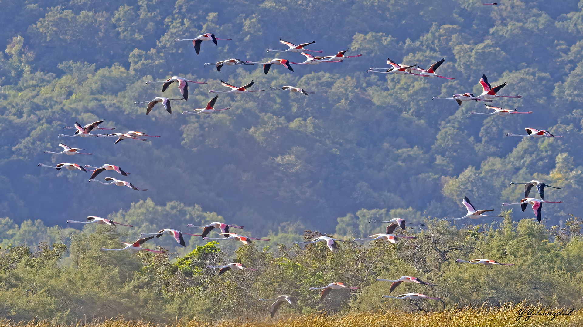 Flamingo