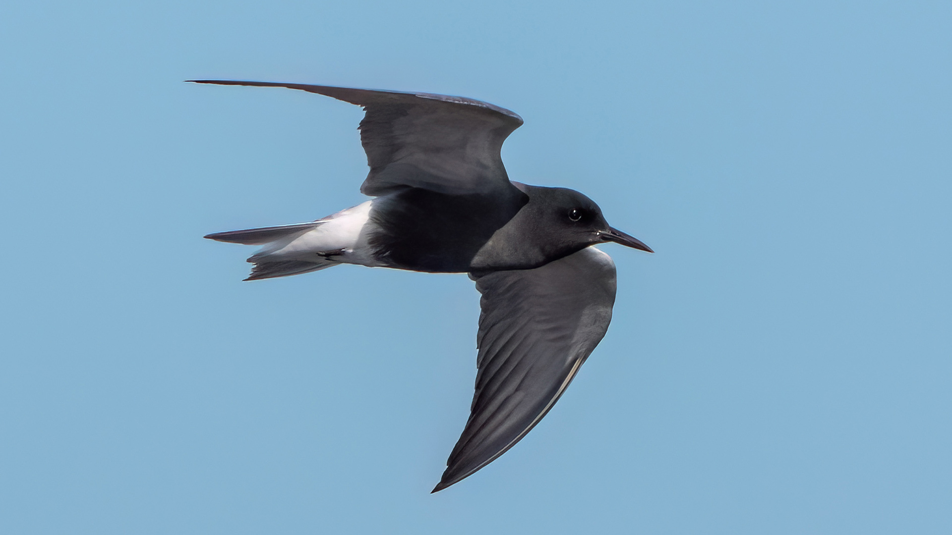 Kara sumru » Black Tern » Chlidonias niger