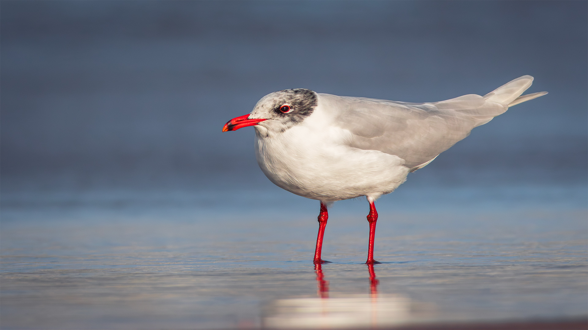 Akdeniz martısı » Mediterranean Gull » Ichthyaetus melanocephalus
