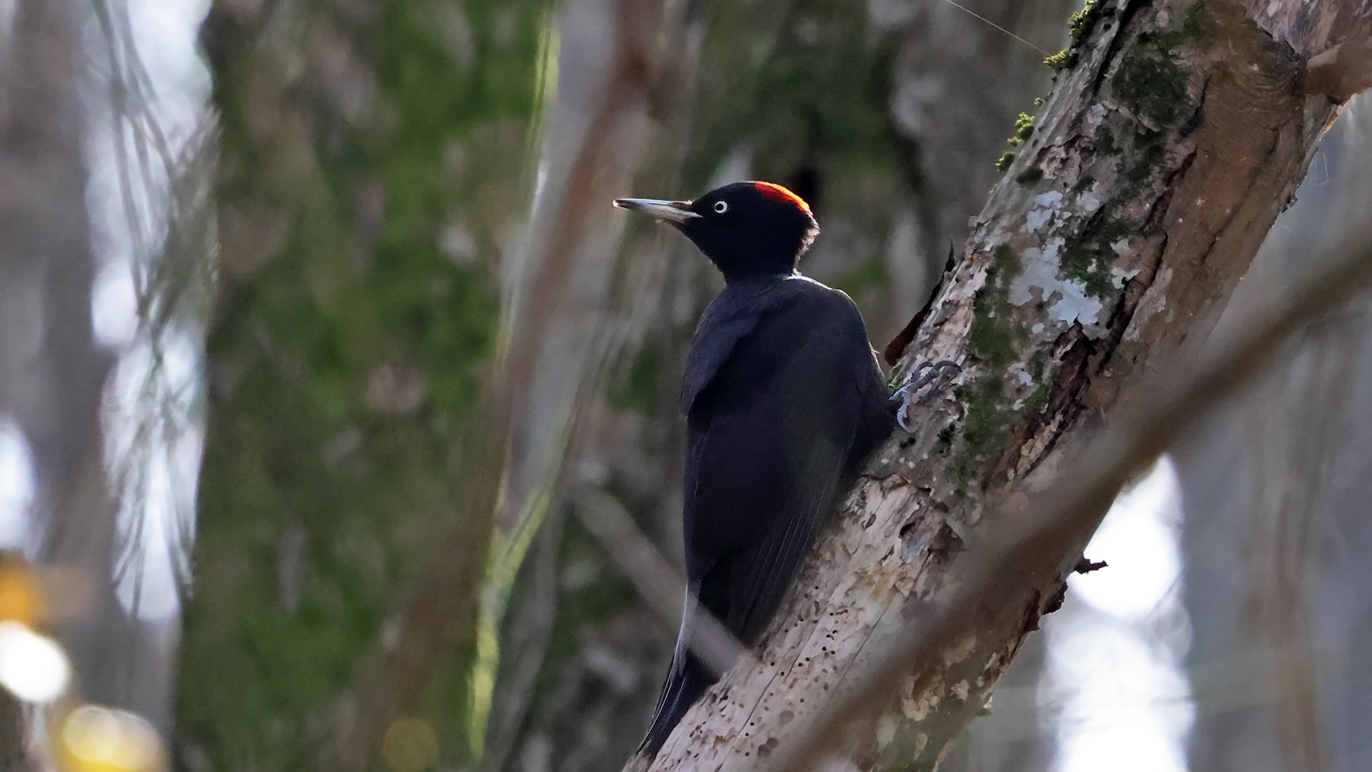 Kara ağaçkakan » Black Woodpecker » Dryocopus martius
