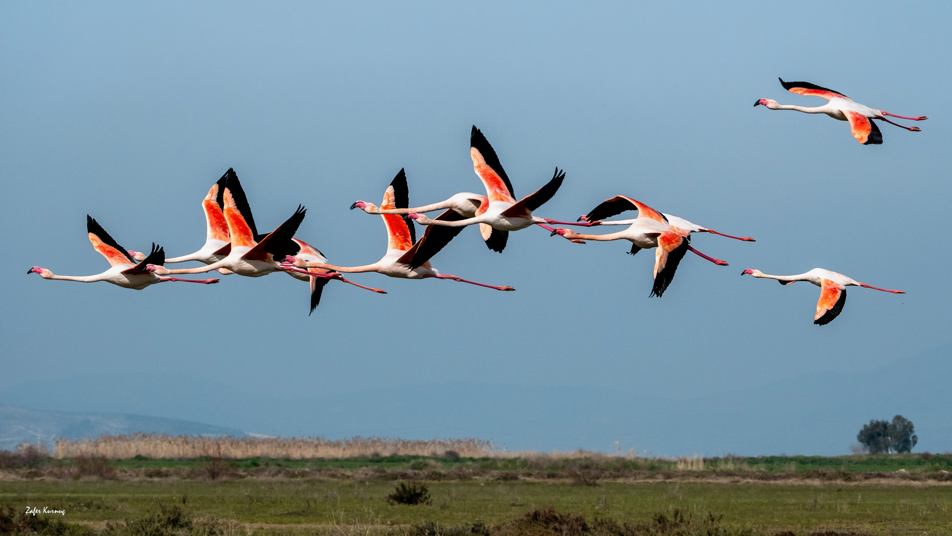 Flamingo