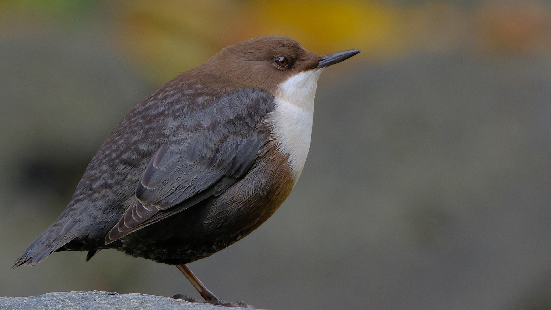 Derekuşu » White-throated Dipper » Cinclus cinclus