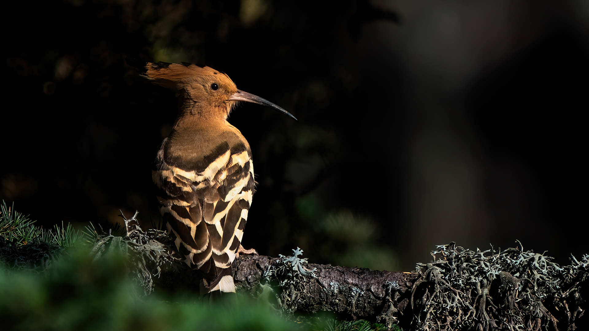 İbibik » Eurasian Hoopoe » Upupa epops