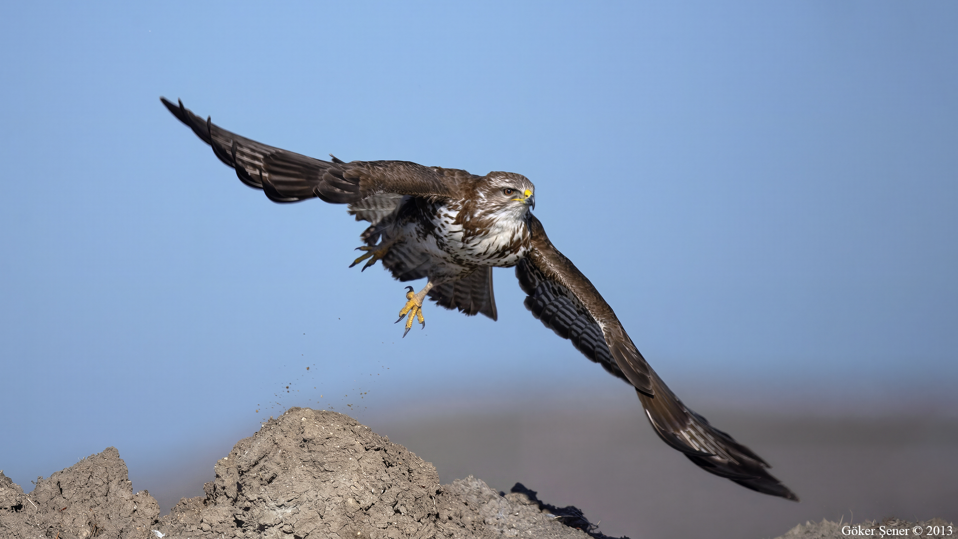 Şahin