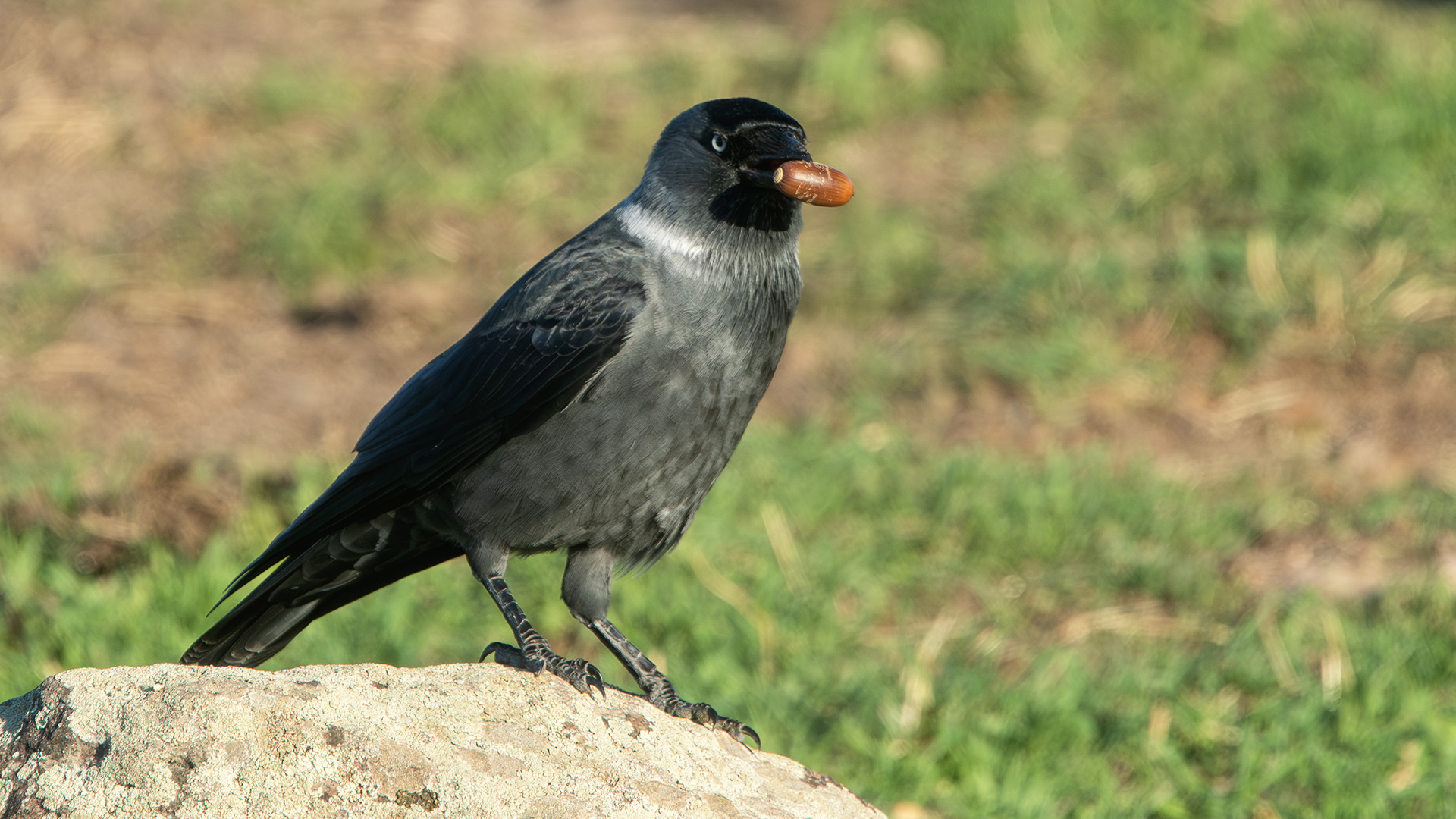 Küçük karga » Western Jackdaw » Coloeus monedula