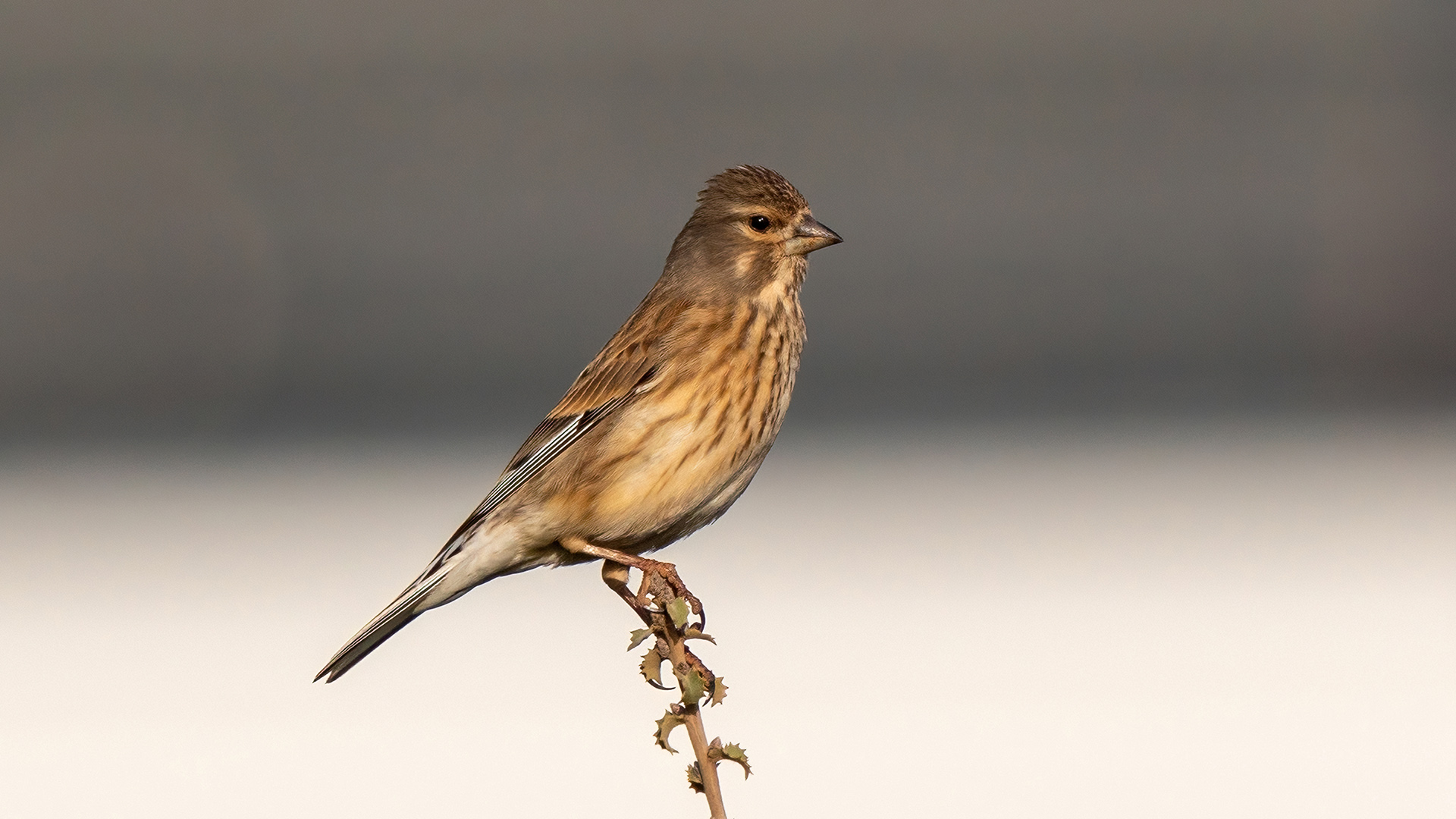 Ketenkuşu » Common Linnet » Linaria cannabina