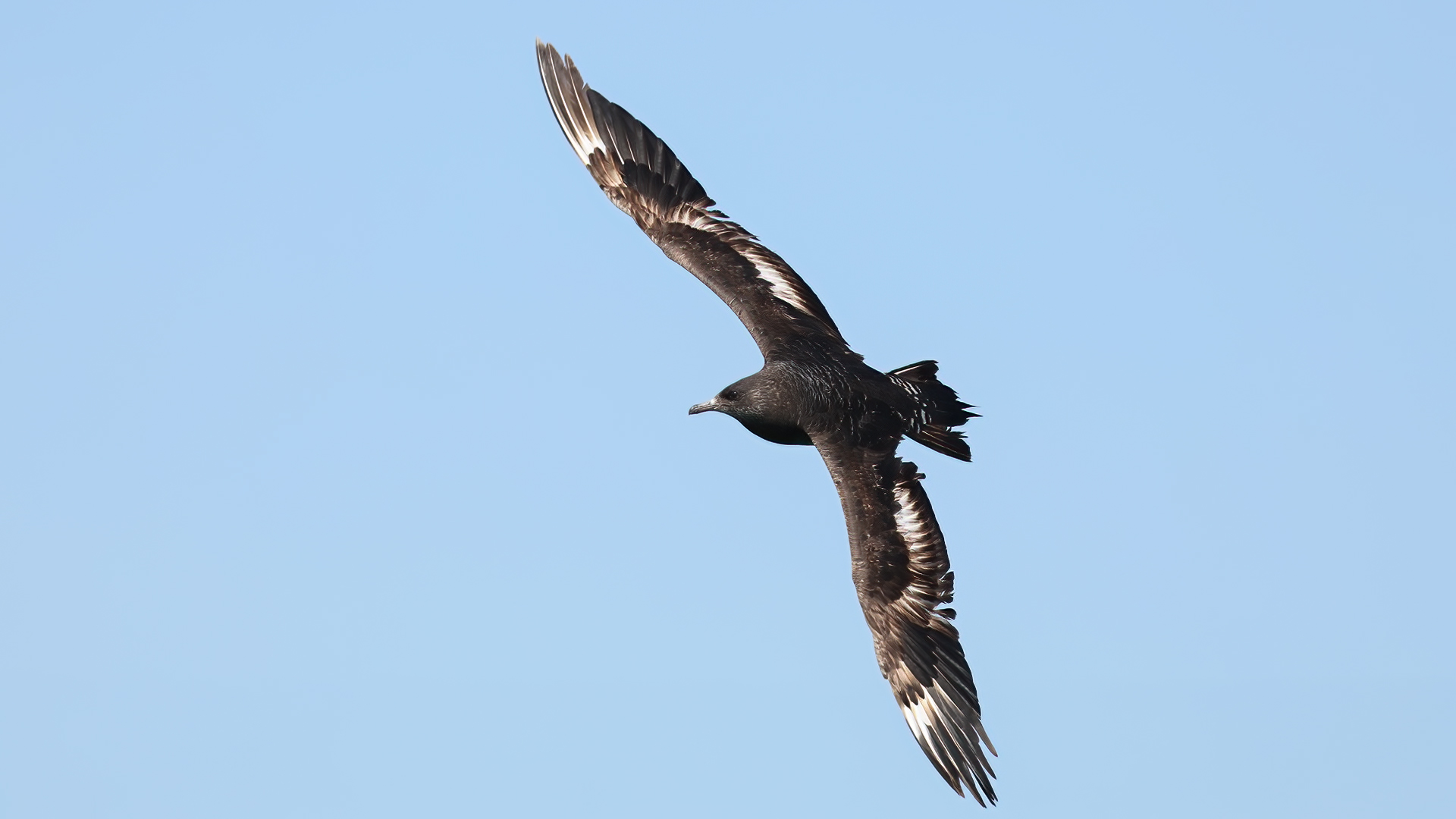 Korsanmartı » Parasitic Jaeger » Stercorarius parasiticus