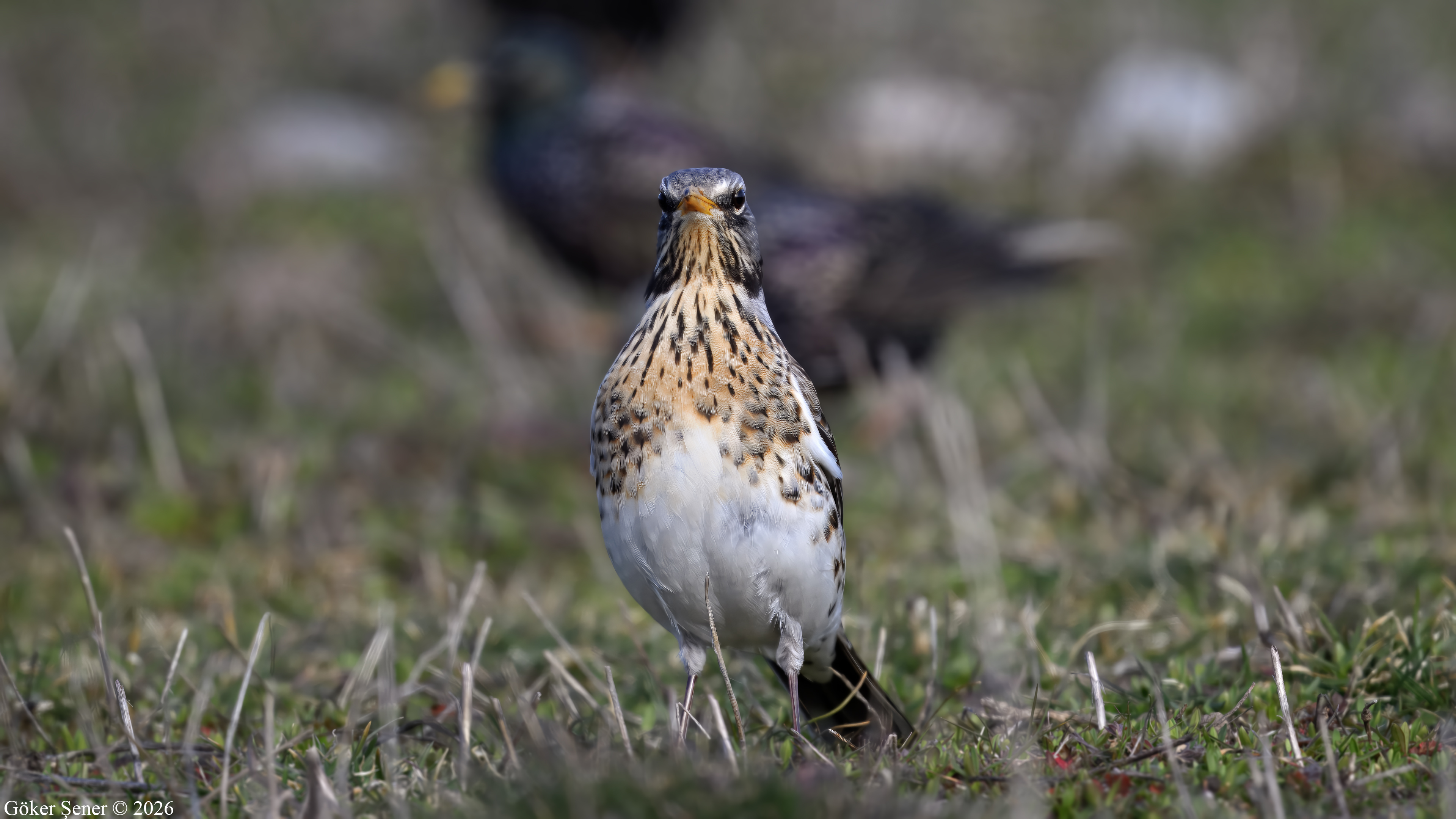 Tarla ardıcı » Fieldfare » Turdus pilaris
