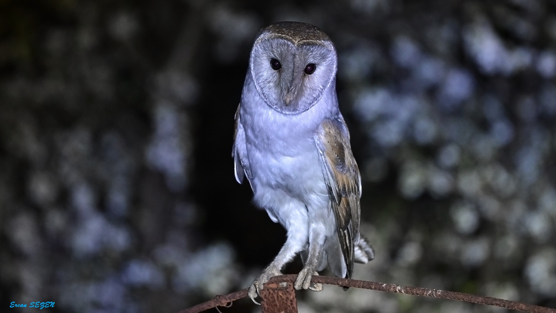 Peçeli baykuş » Western Barn Owl » Tyto alba