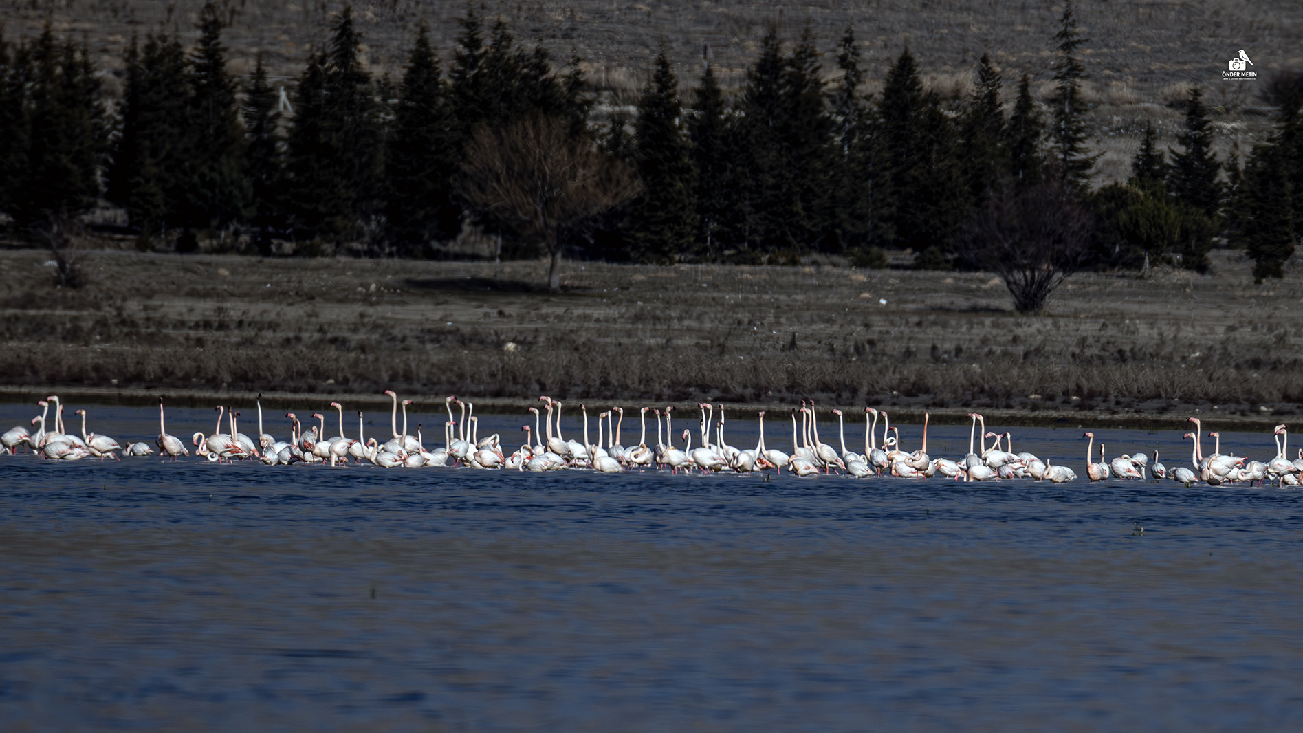 Flamingo
