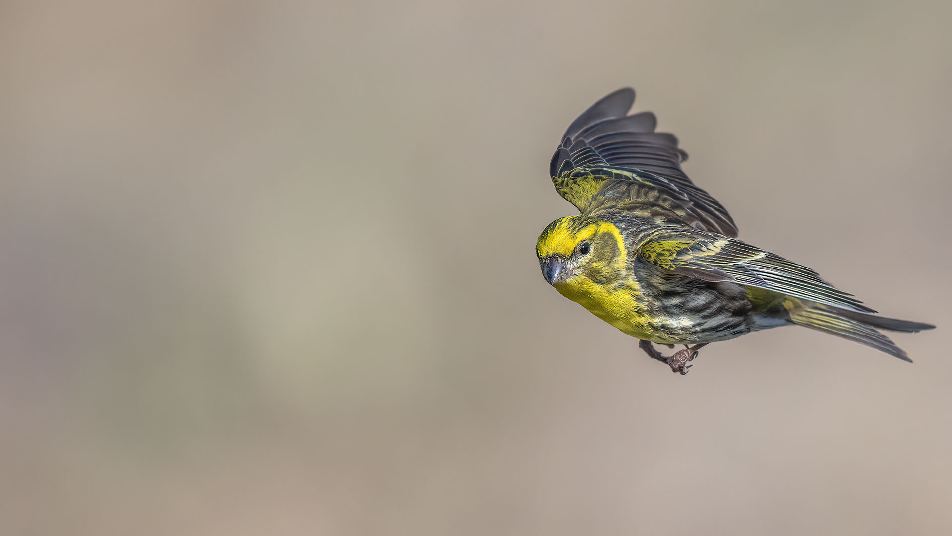 Küçük iskete » European Serin » Serinus serinus