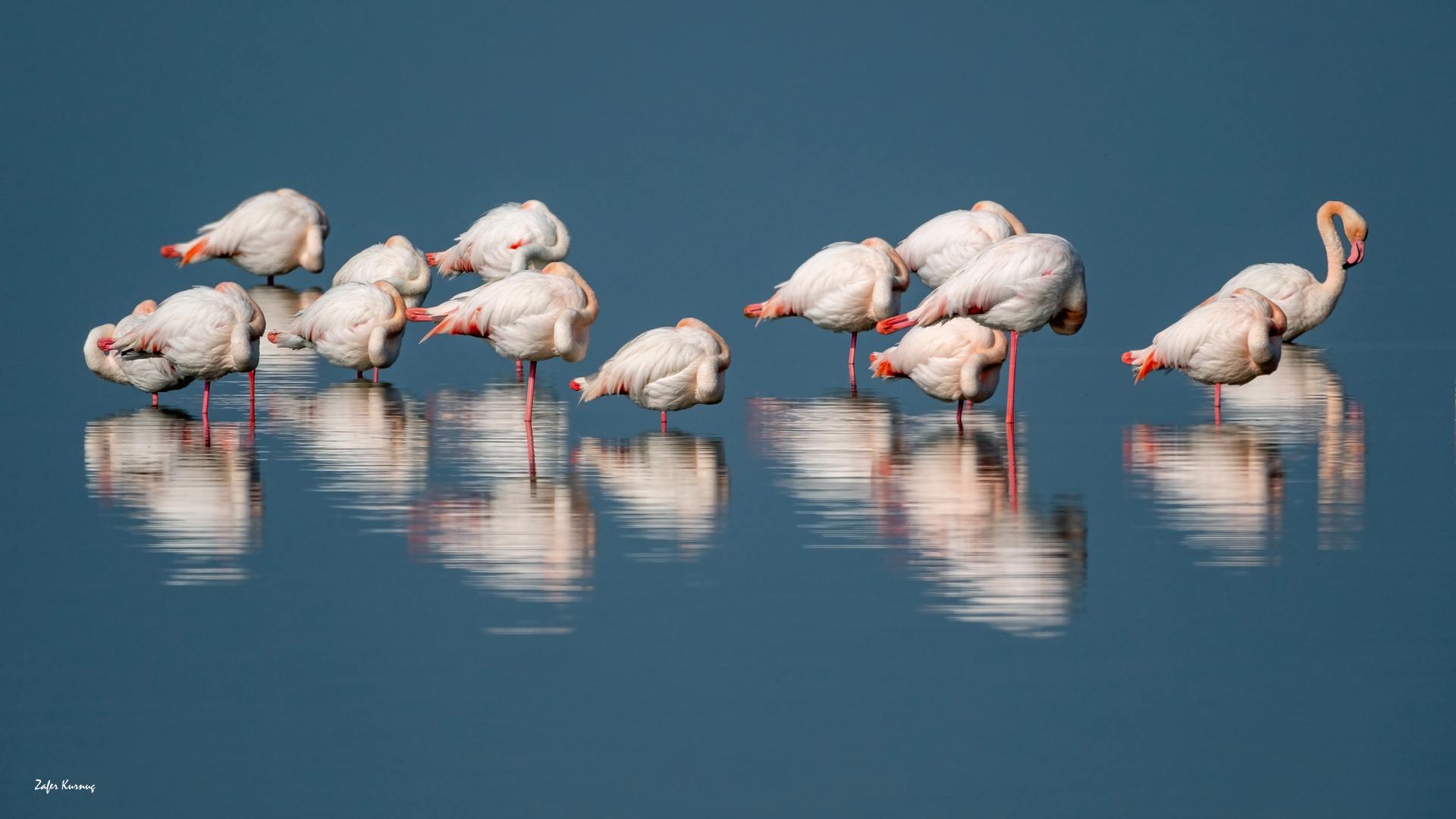 Flamingo