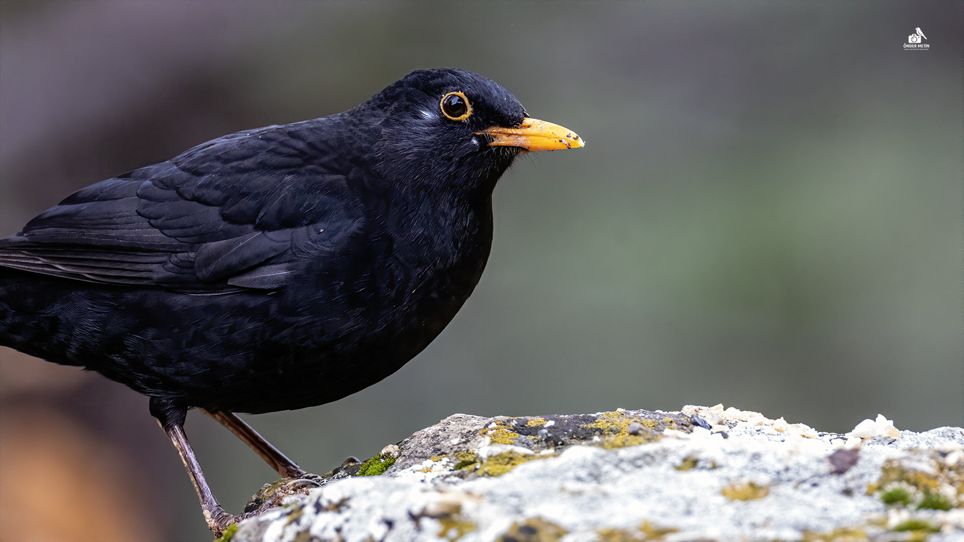 Karatavuk » Common Blackbird » Turdus merula