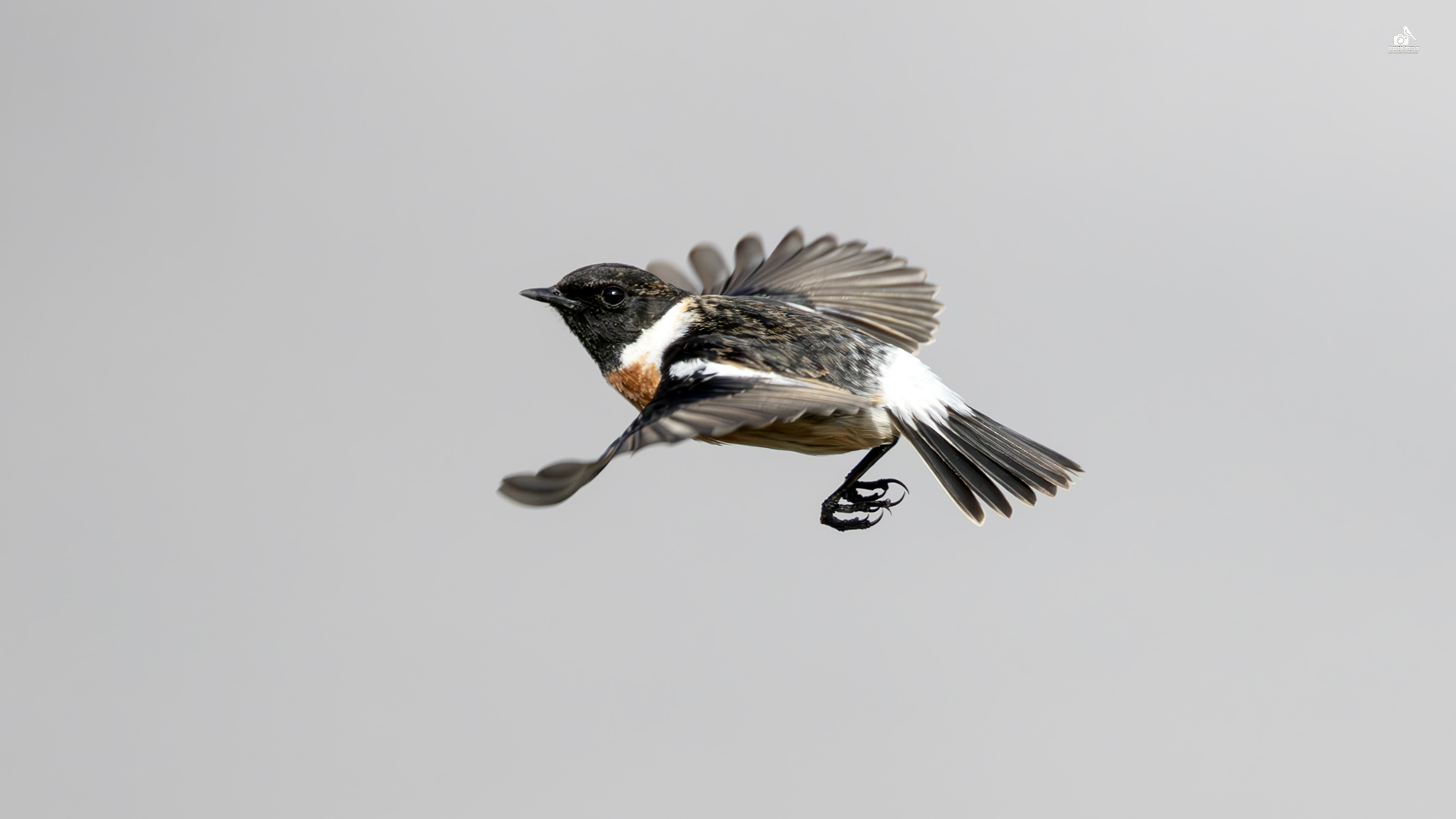 Sibirya taşkuşu » Siberian Stonechat » Saxicola maurus