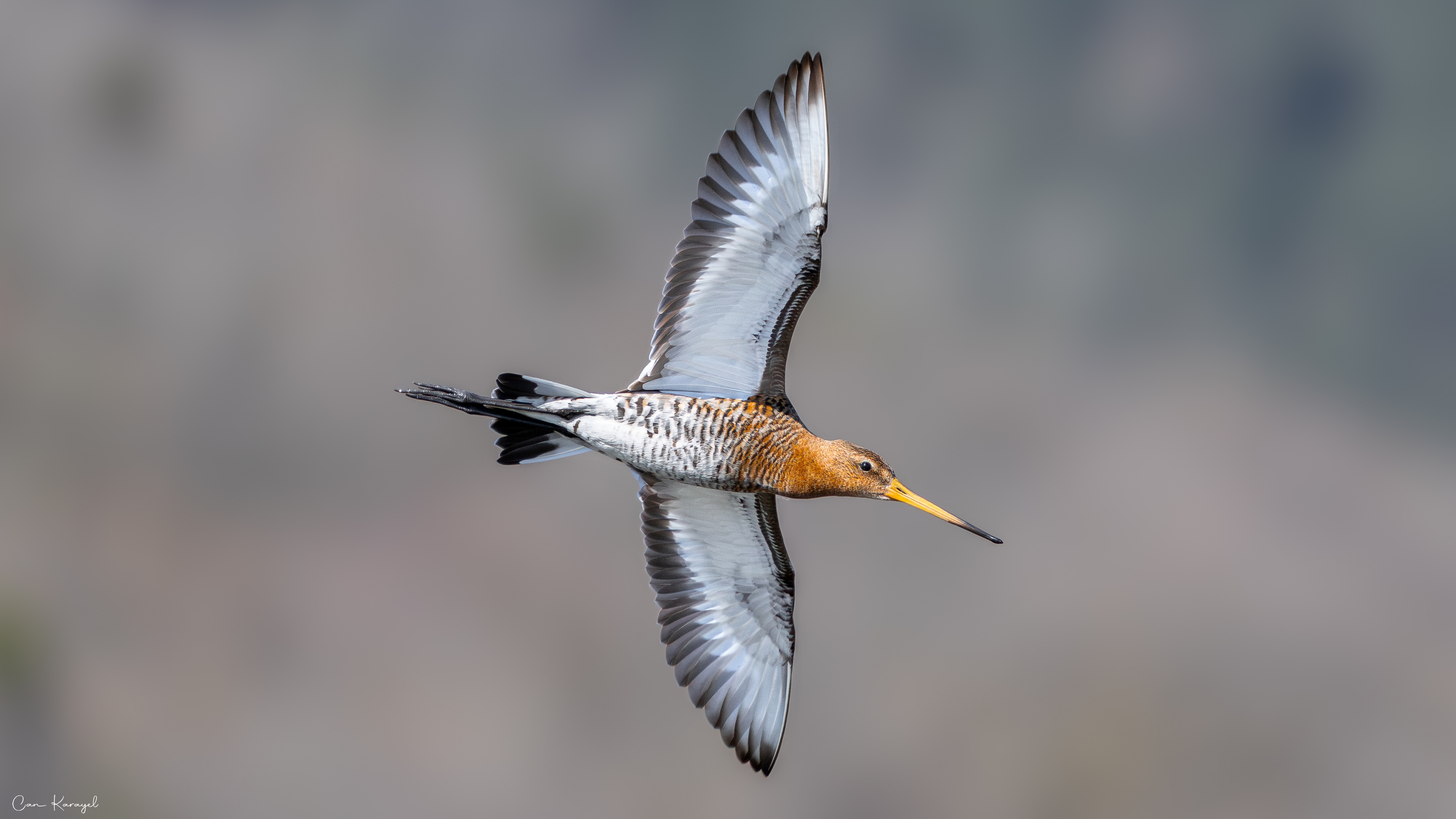 Çamurçulluğu » Black-tailed Godwit » Limosa limosa