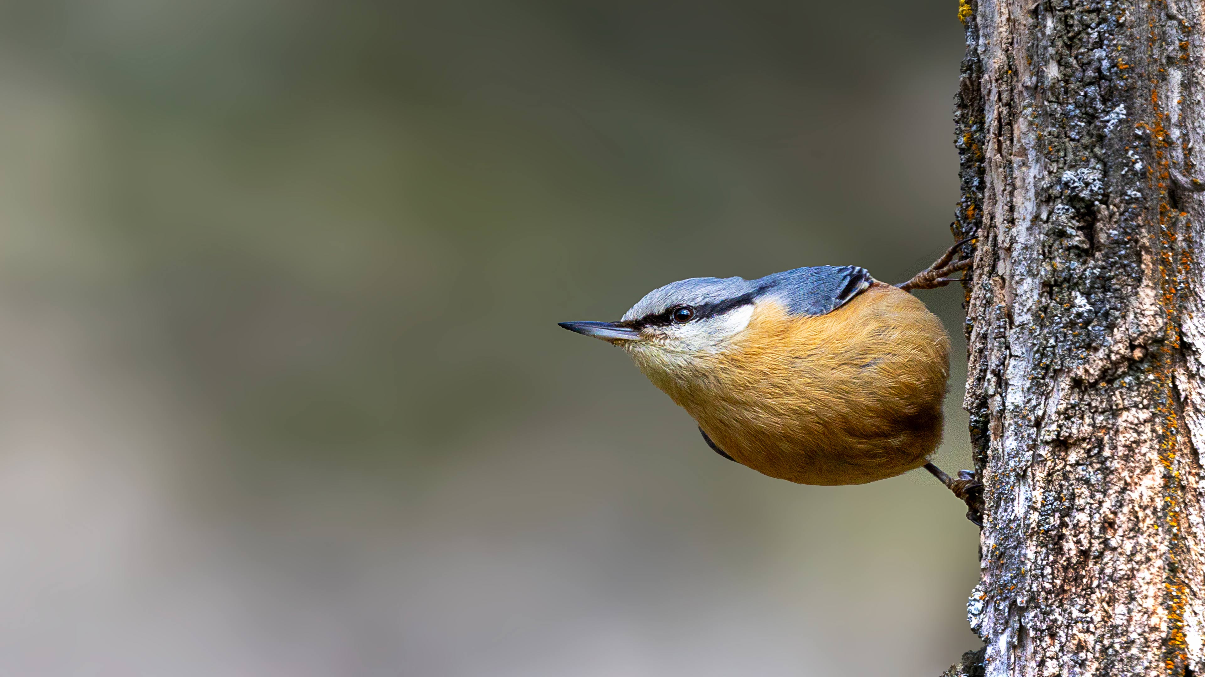 Sıvacı » Eurasian Nuthatch » Sitta europaea