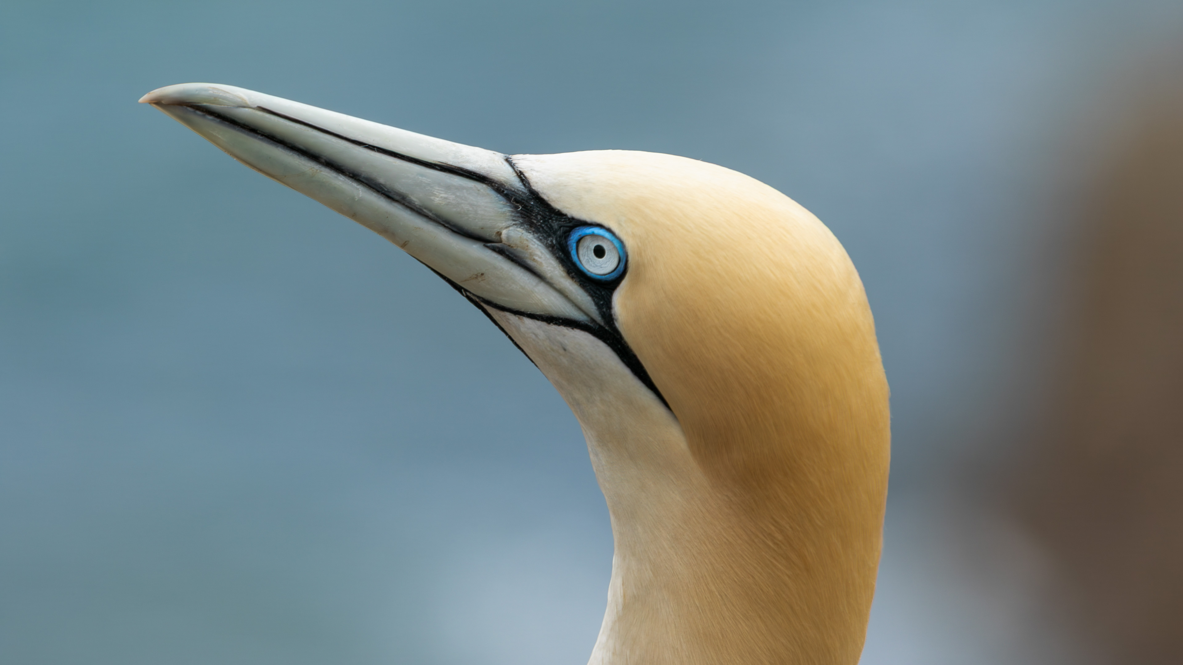Sümsükkuşu » Northern Gannet » Morus bassanus