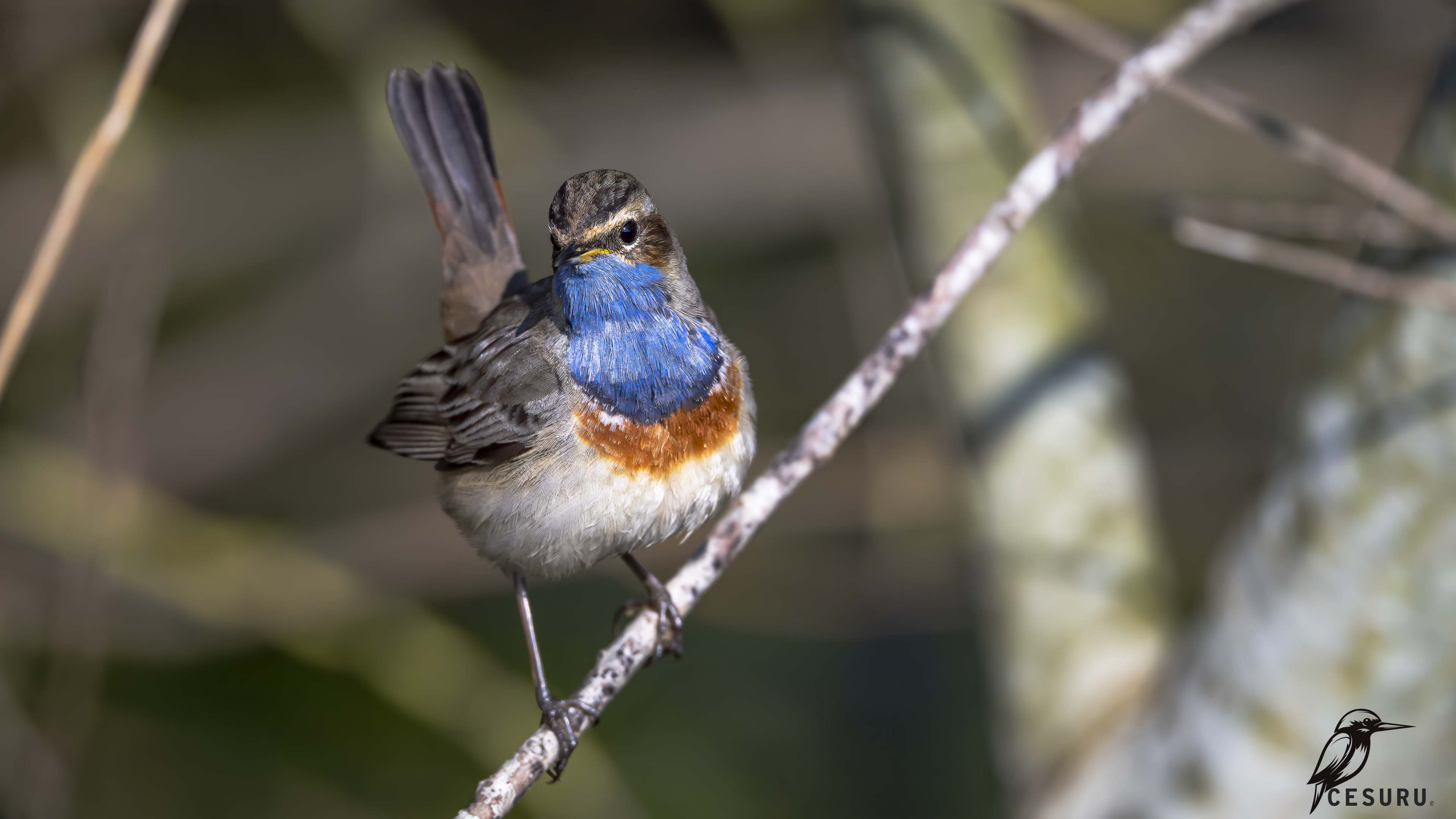 Mavigerdan » Bluethroat » Luscinia svecica