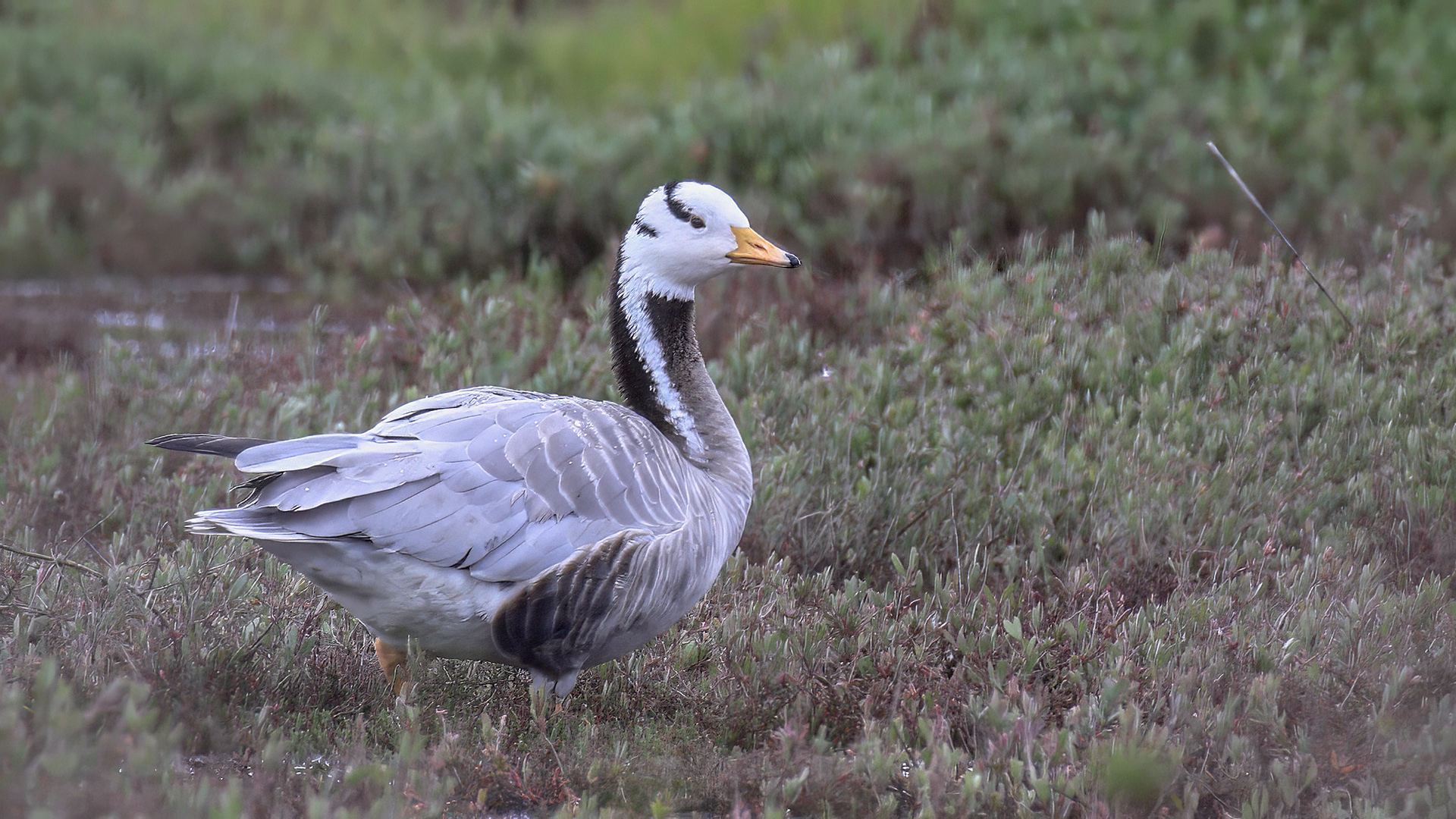 Hint Kazı » Bar-headed Goose » Anser indicus