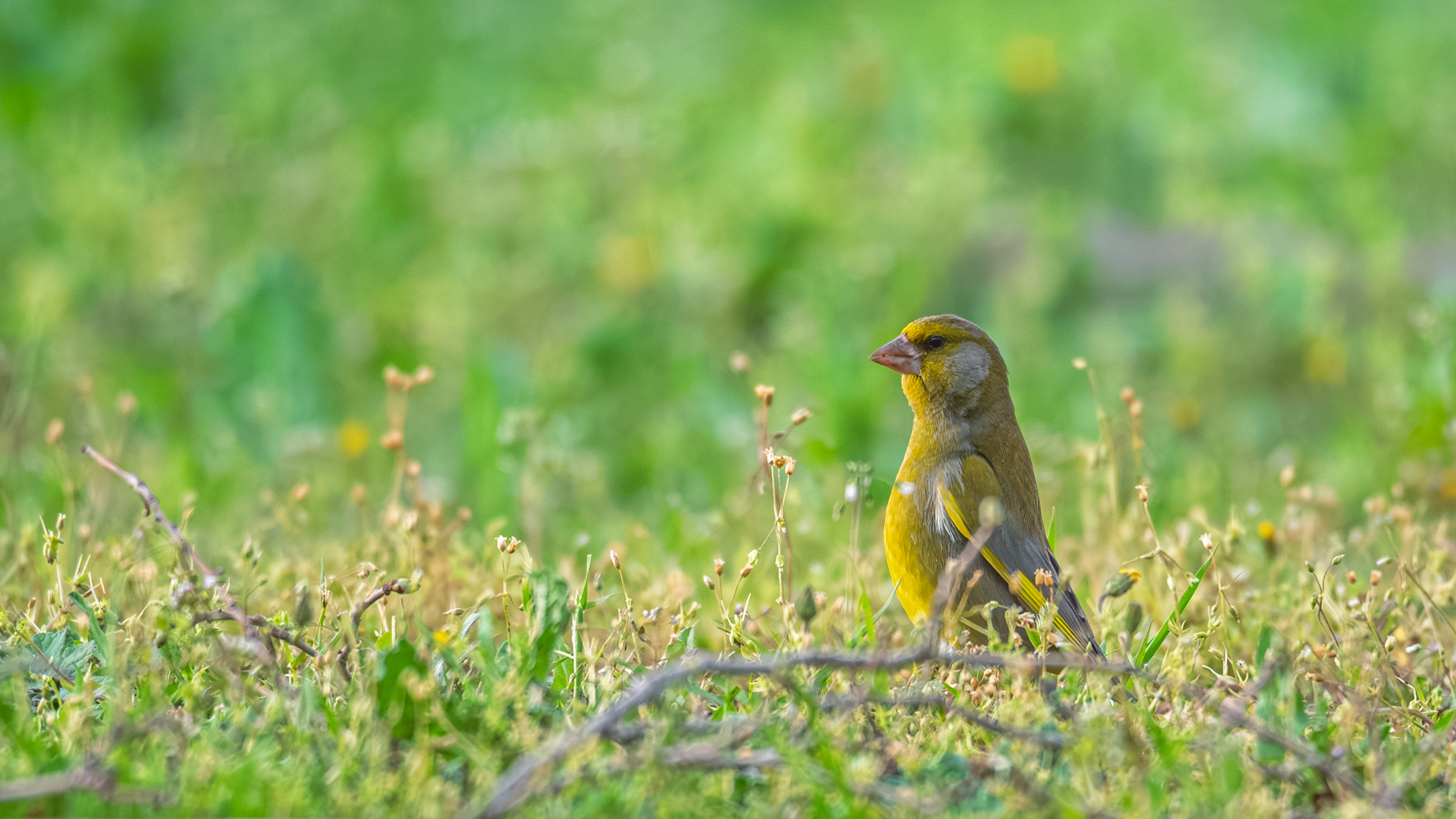 Florya » European Greenfinch » Chloris chloris