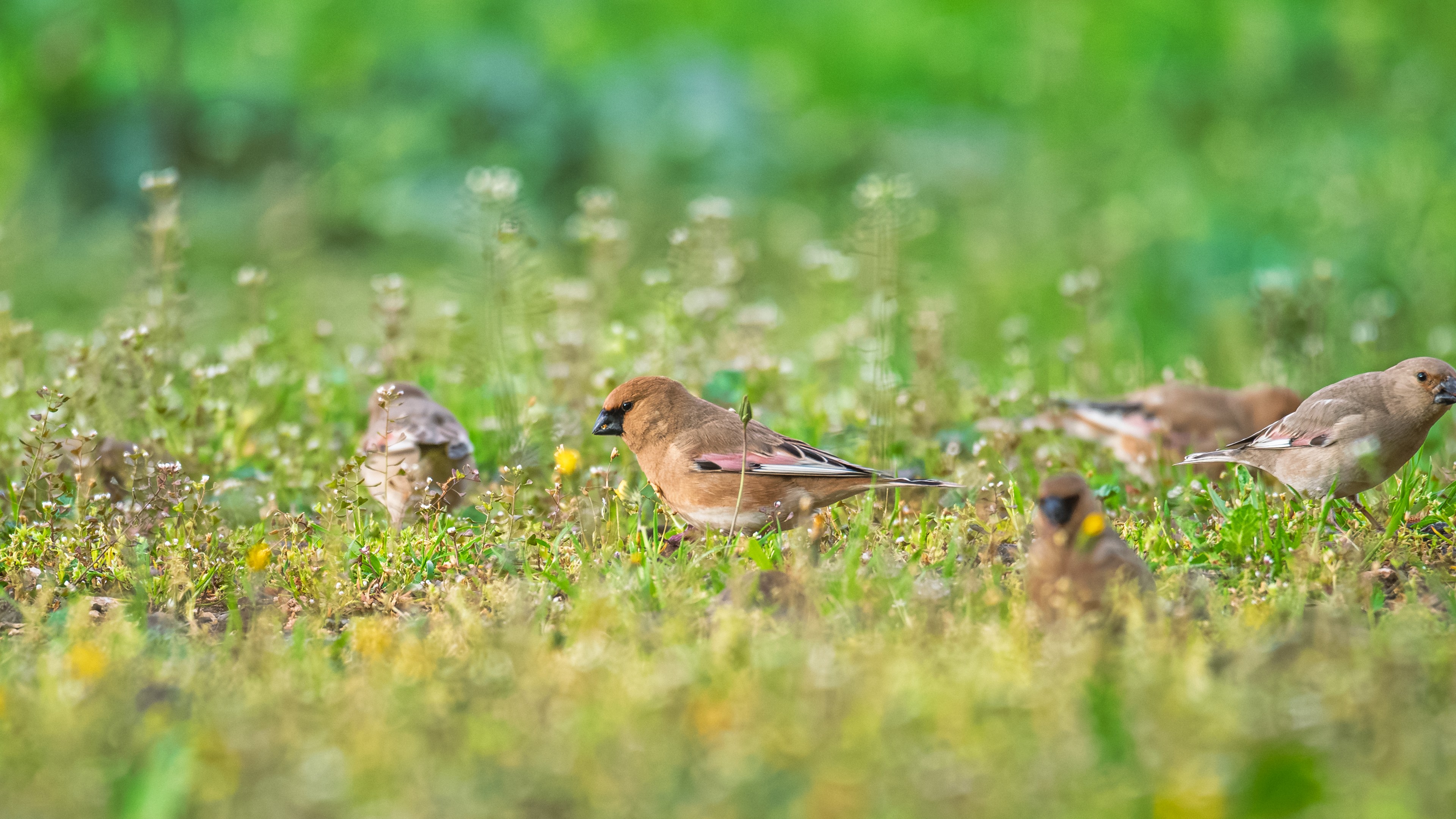 Boz alamecek » Desert Finch » Rhodospiza obsoleta