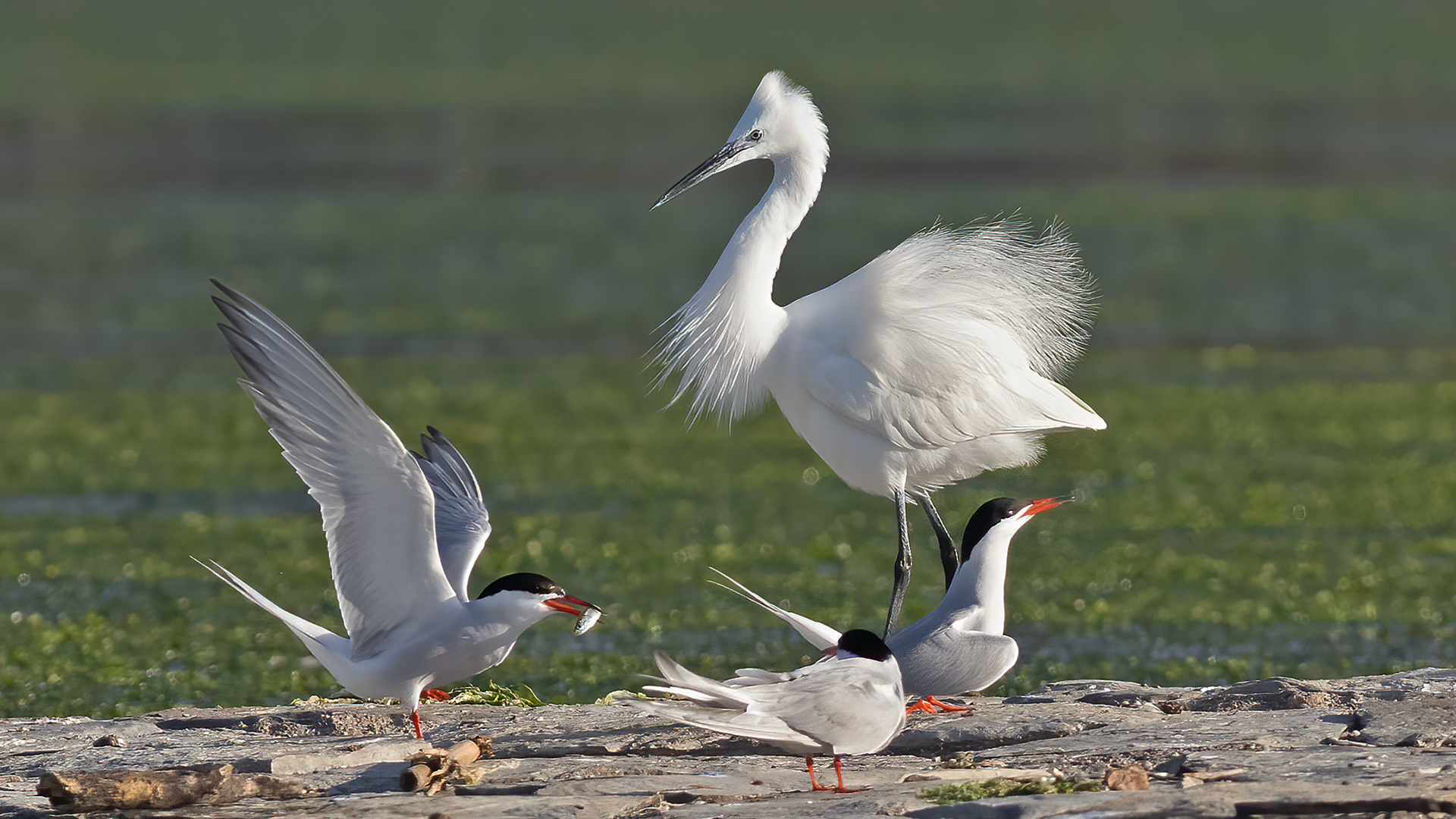Sumru » Common Tern » Sterna hirundo