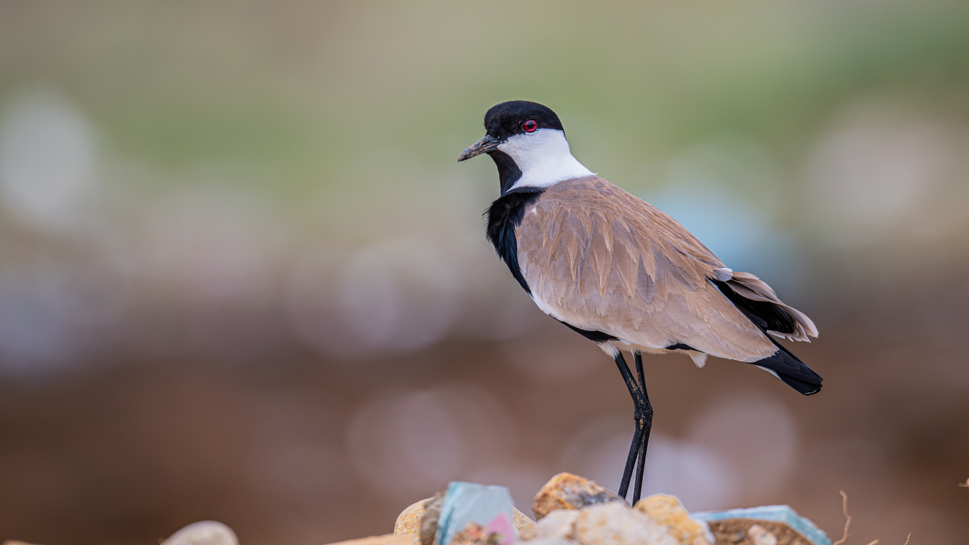 Mahmuzlu kızkuşu » Spur-winged Lapwing » Vanellus spinosus