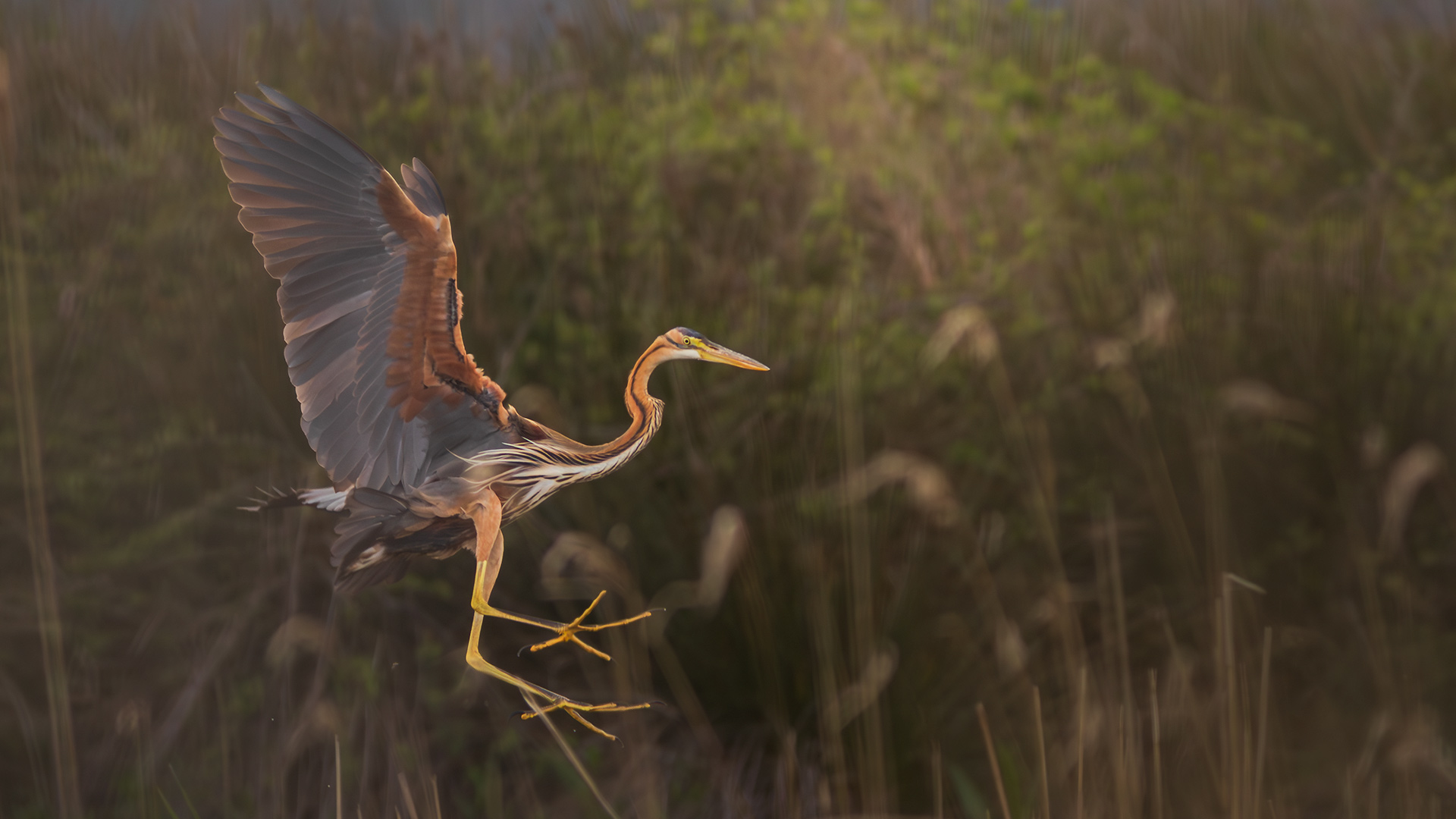 Erguvani balıkçıl » Purple Heron » Ardea purpurea