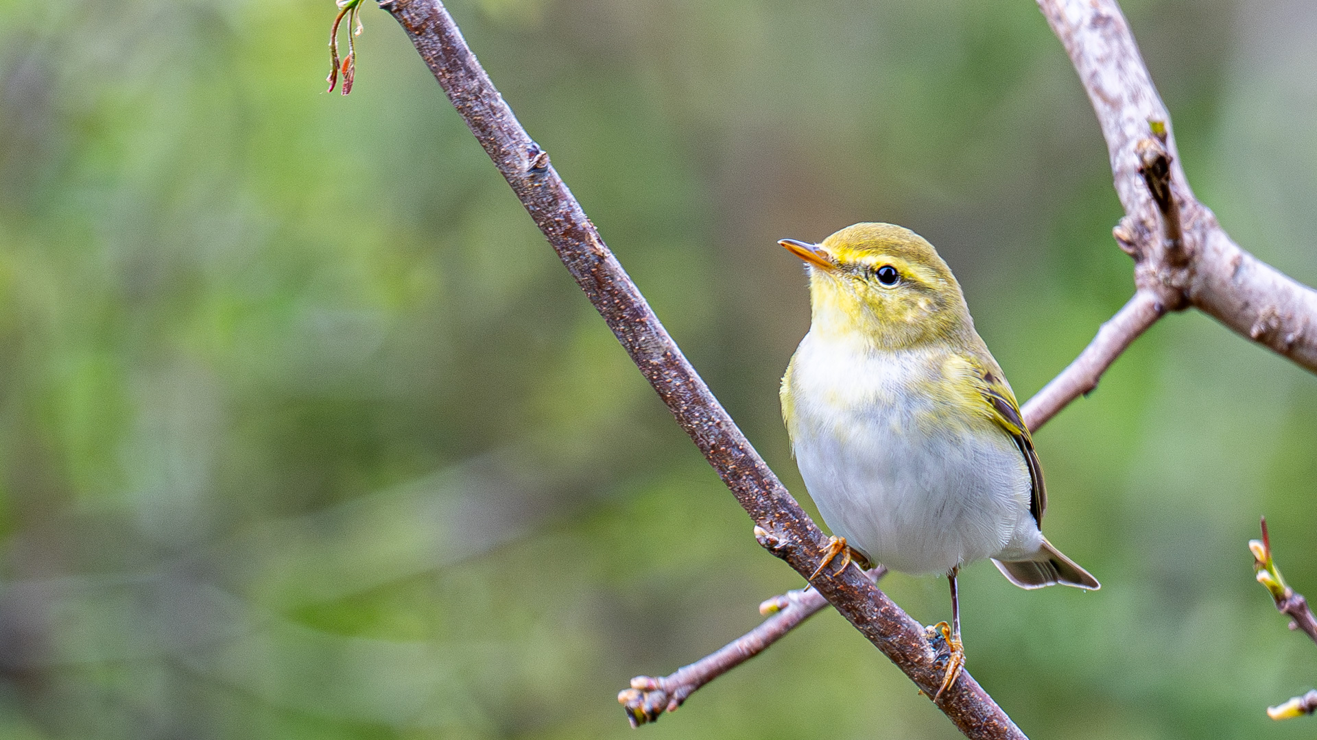 Orman çıvgını » Wood Warbler » Phylloscopus sibilatrix