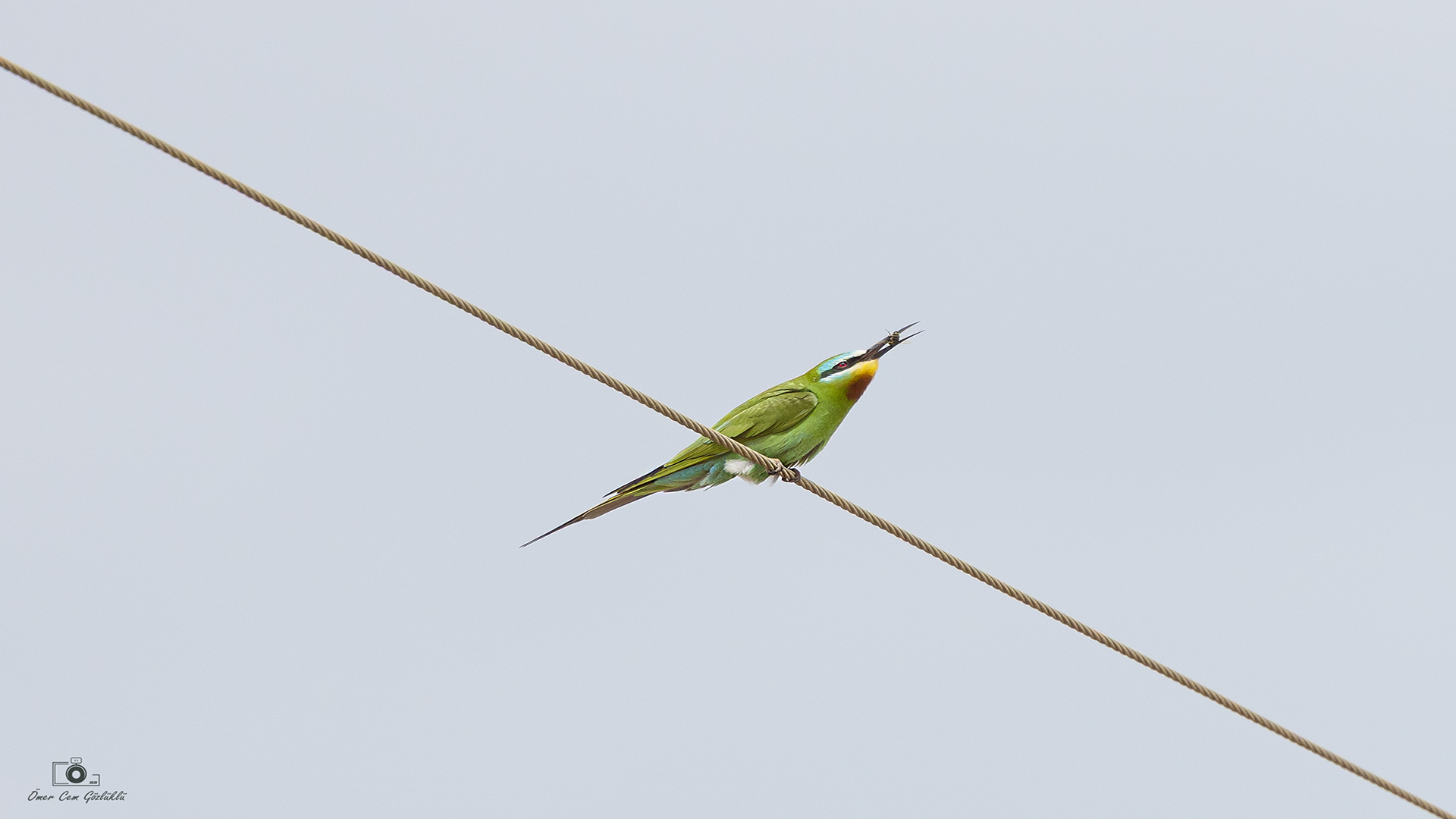Yeşil arıkuşu » Blue-cheeked Bee-eater » Merops persicus