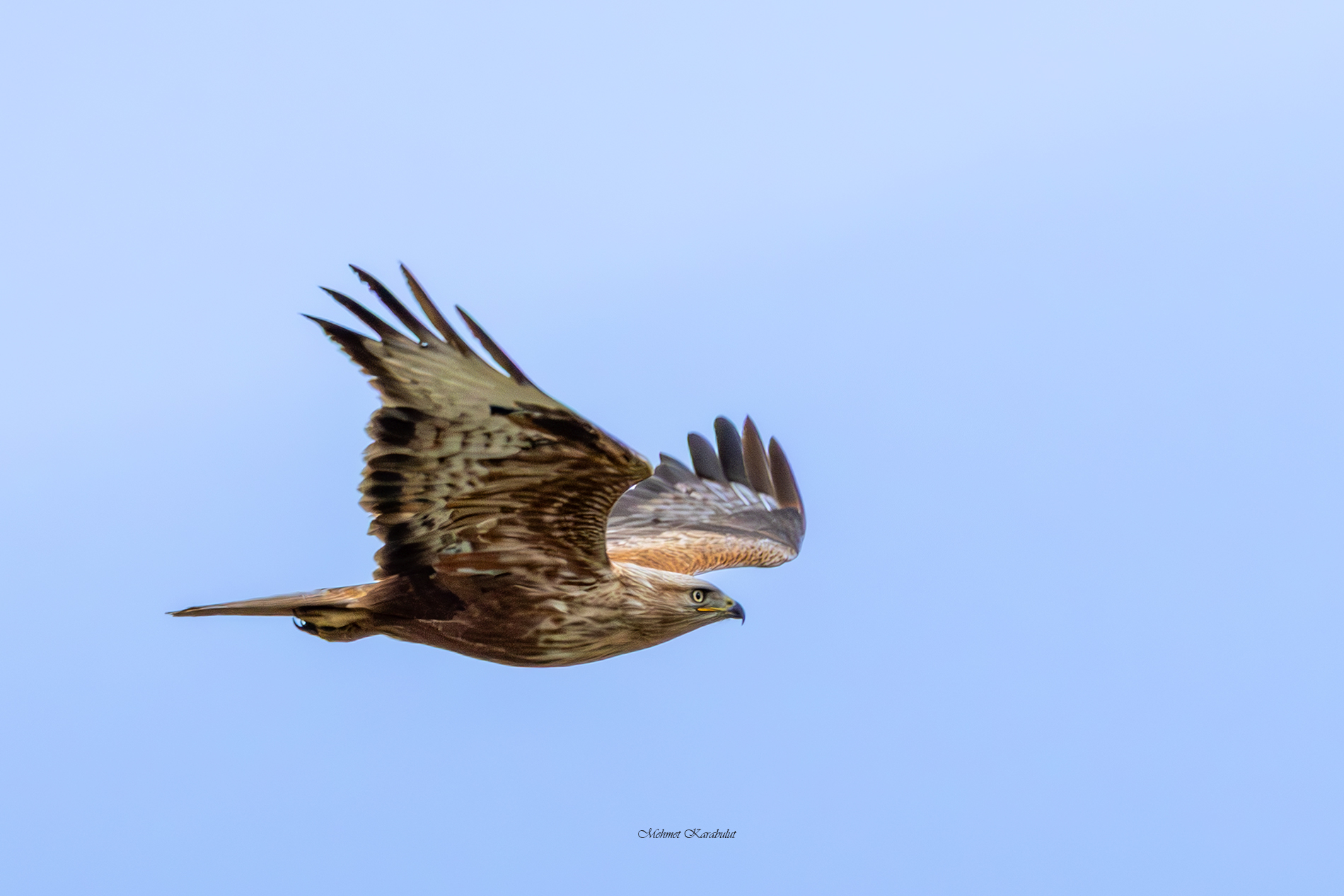 Kızıl şahin